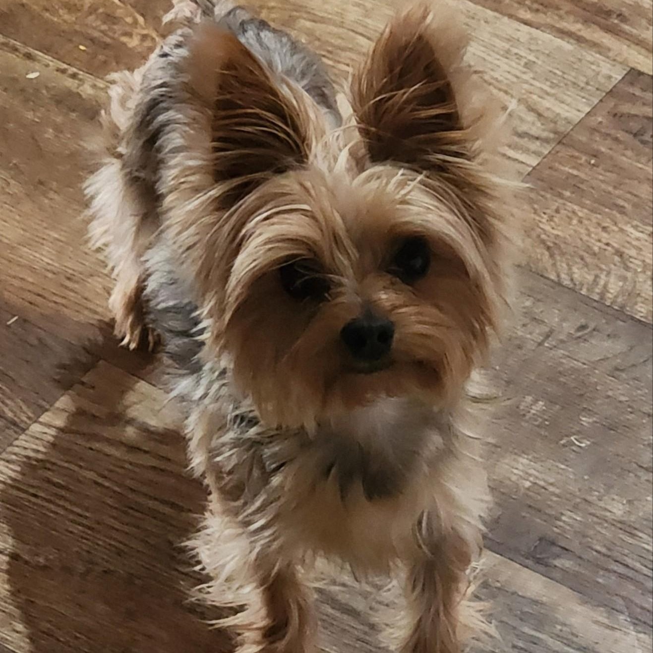 Teddy, ADOPTABLE, Adult Male Yorkshire Terrier.