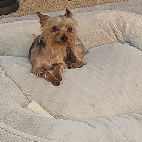 Enlarge Teddy, a ADOPTABLE Yorkshire Terrier in Van Nuys, CA image 3/3
