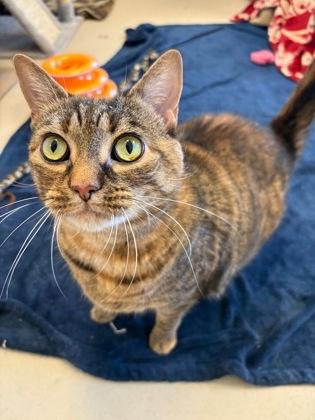 Noodles, Adoptable, Adult Female Domestic Short Hair & Domestic Short Hair.