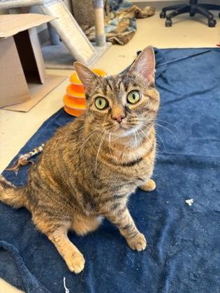 Noodles, a Adoptable mixed breed in Quakertown, PA image 2/3