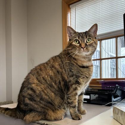 Enlarge Noodles, a Adoptable mixed breed in Quakertown, PA image 3/3