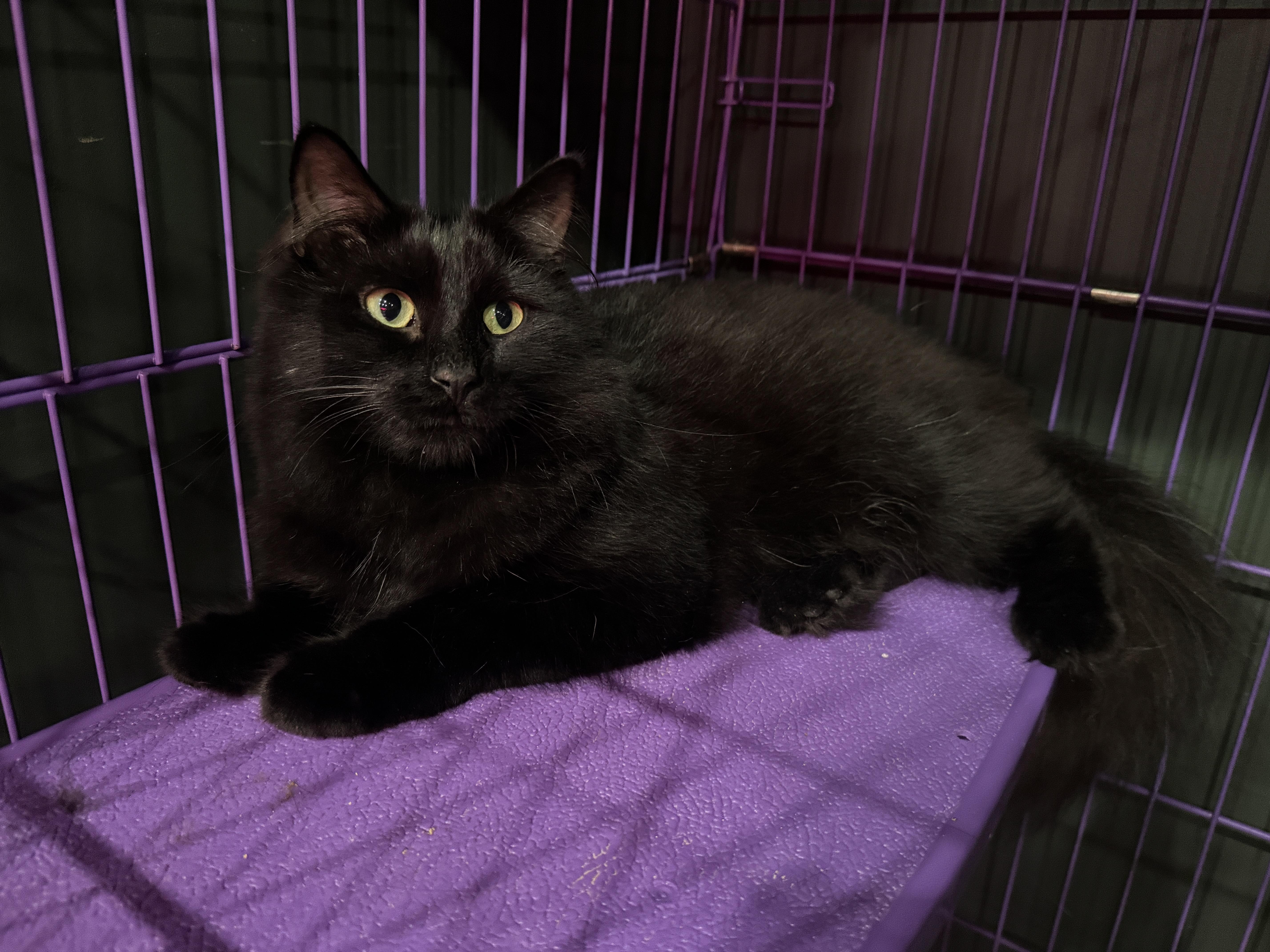 Enlarge Blossom & Bubbles, a ADOPTABLE mixed breed in Kennebunk , ME image 5/7