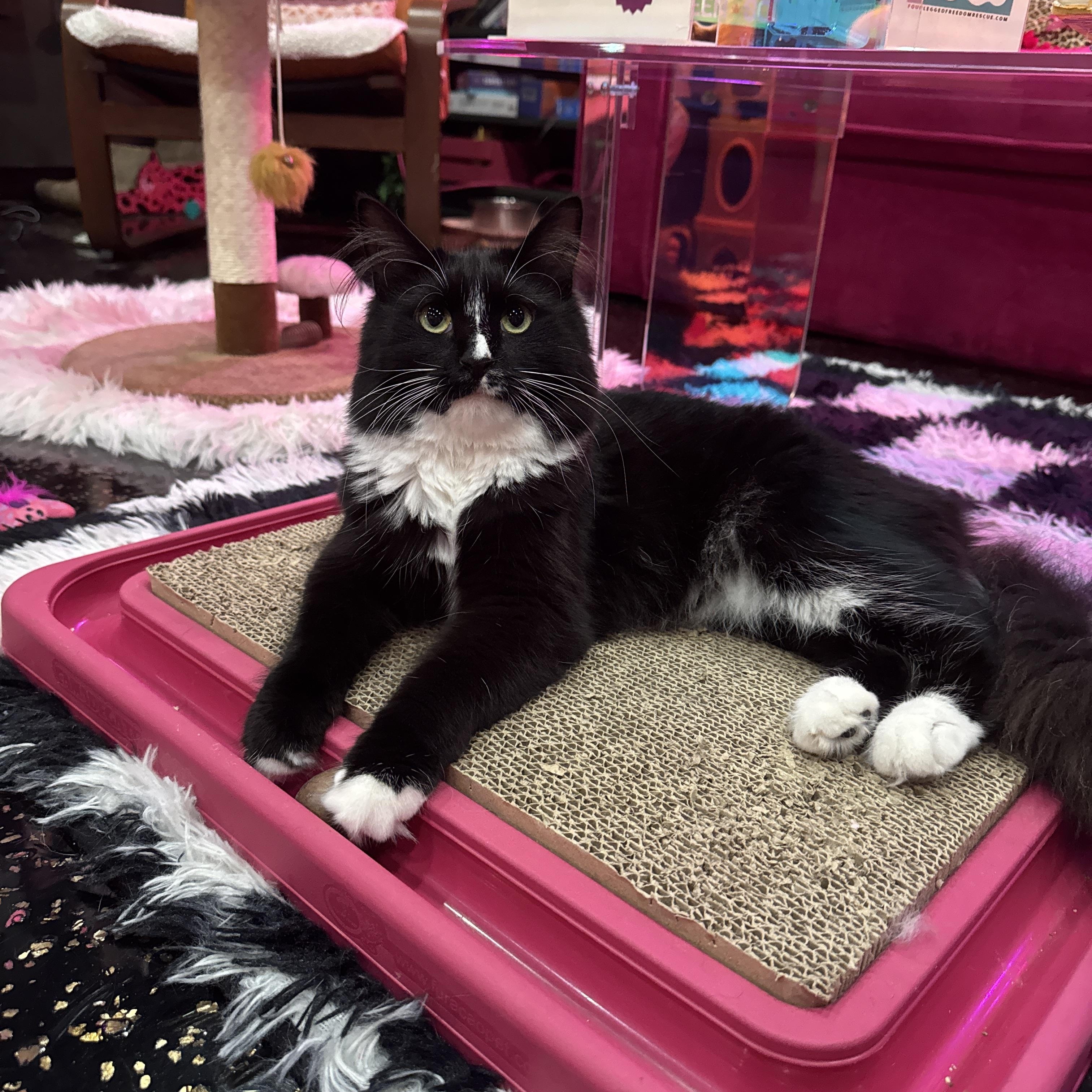 Enlarge Blossom & Bubbles, a ADOPTABLE mixed breed in Kennebunk , ME image 1/7