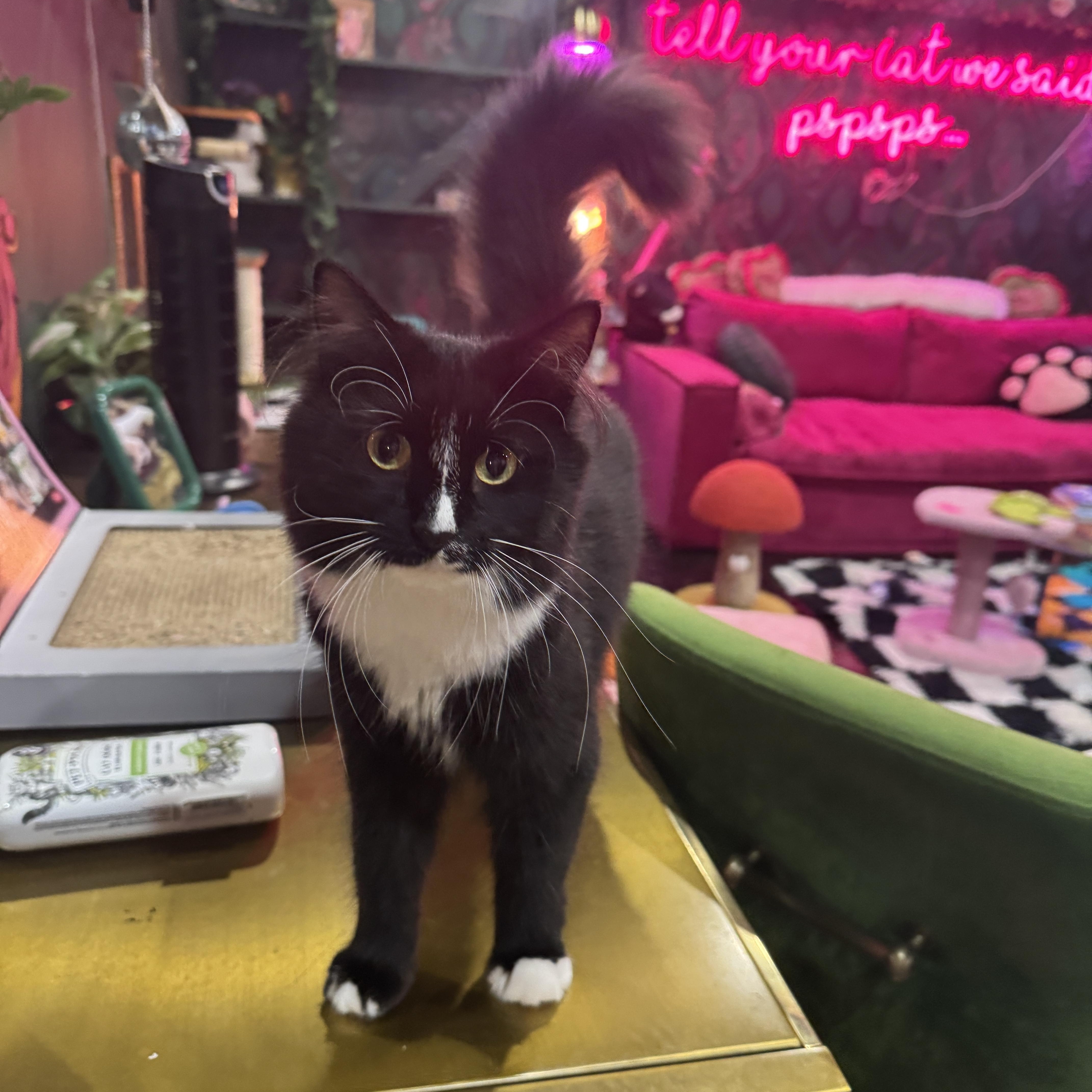 Enlarge Blossom & Bubbles, a ADOPTABLE mixed breed in Kennebunk , ME image 6/7