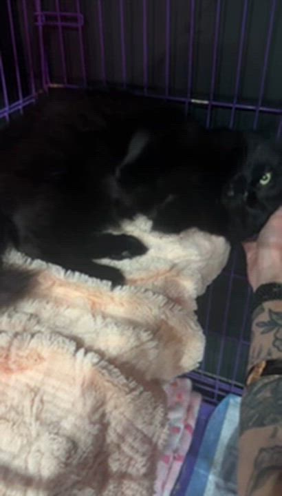 Enlarge Blossom & Bubbles, a ADOPTABLE mixed breed in Kennebunk , ME video 2/7