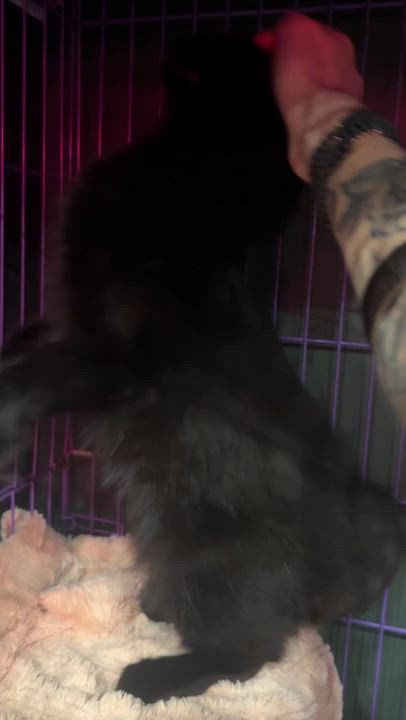 Enlarge Blossom & Bubbles, a ADOPTABLE mixed breed in Kennebunk , ME video 4/7
