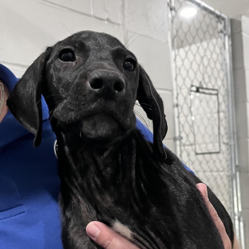 Tin Man, Adoptable, Puppy Male Labrador Retriever & Mixed Breed.