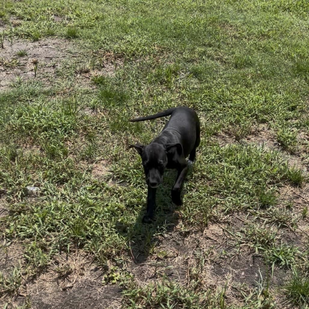 Tin Man, a Adoptable mixed breed in Richmond Hill, GA image 2/3