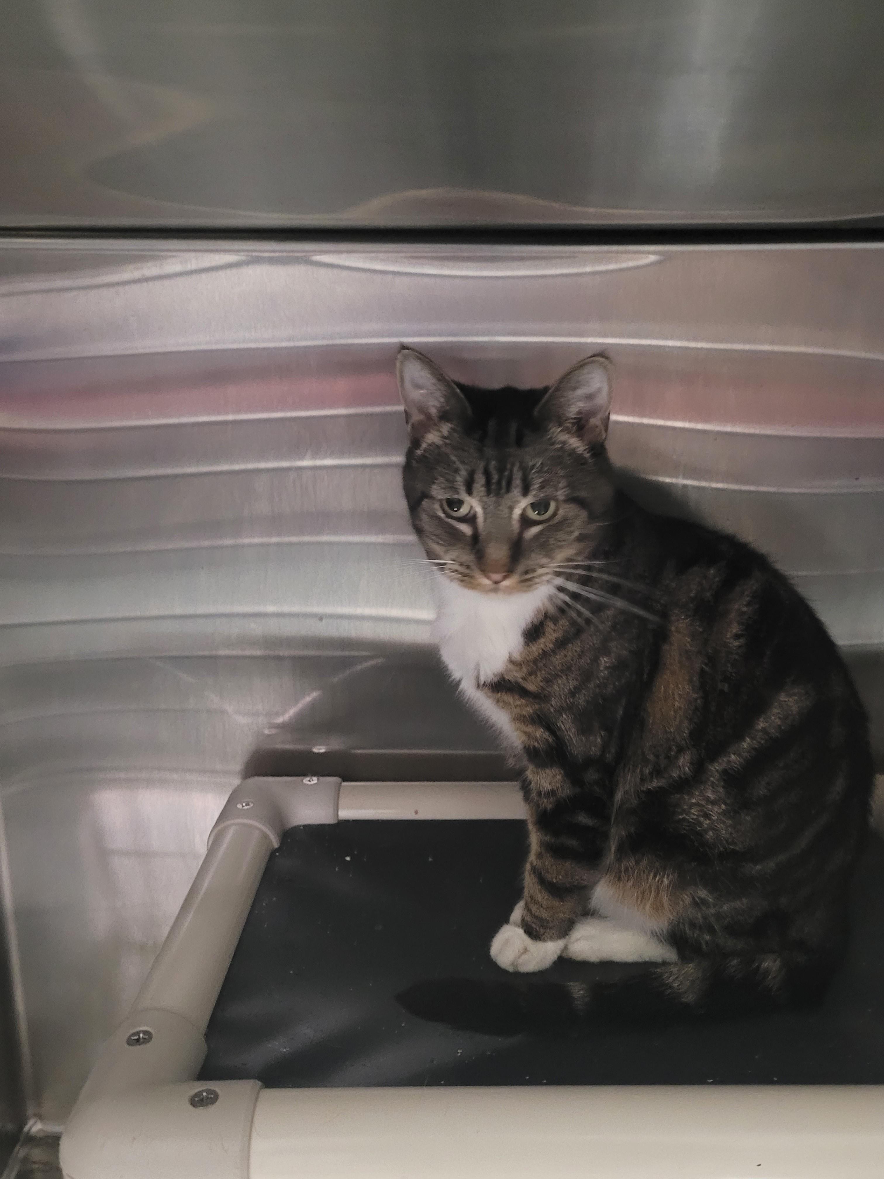 Enlarge Yosemite, a Adoptable Domestic Short Hair in North Attleboro, MA image 2/2