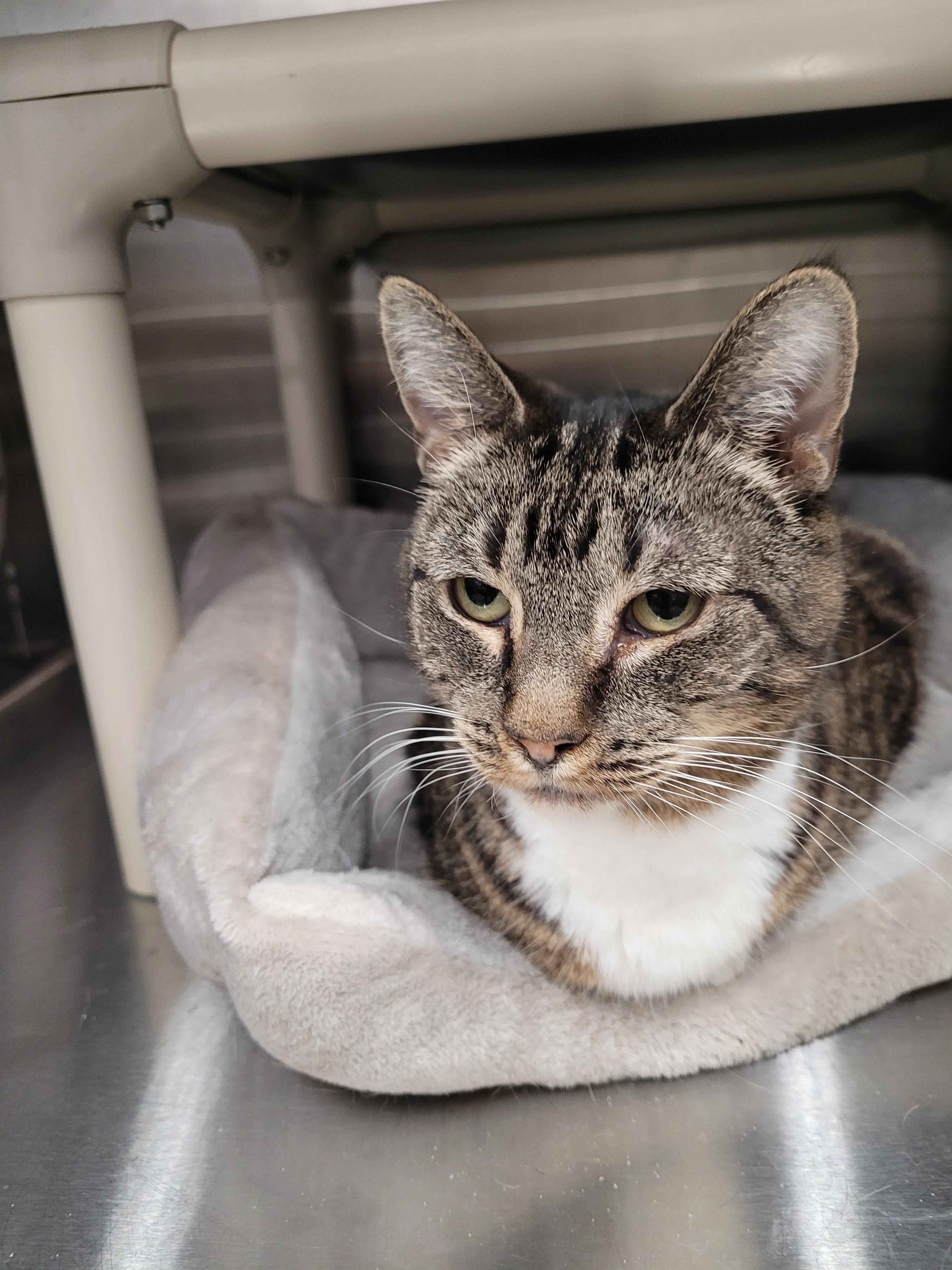 Enlarge Yosemite, a Adoptable Domestic Short Hair in North Attleboro, MA image 1/2