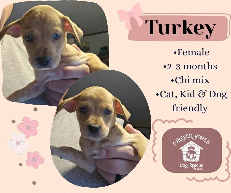 Turkey, adopted, Puppy Male Chihuahua.