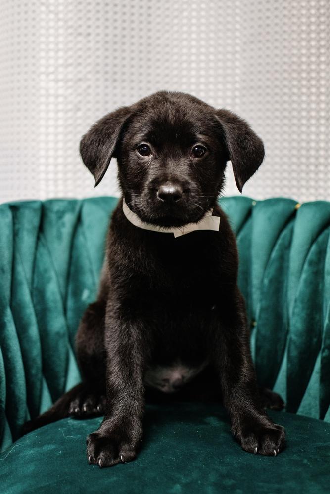 Enlarge Bronx, a Adoptable mixed breed in Frankfort, NY image 1/1