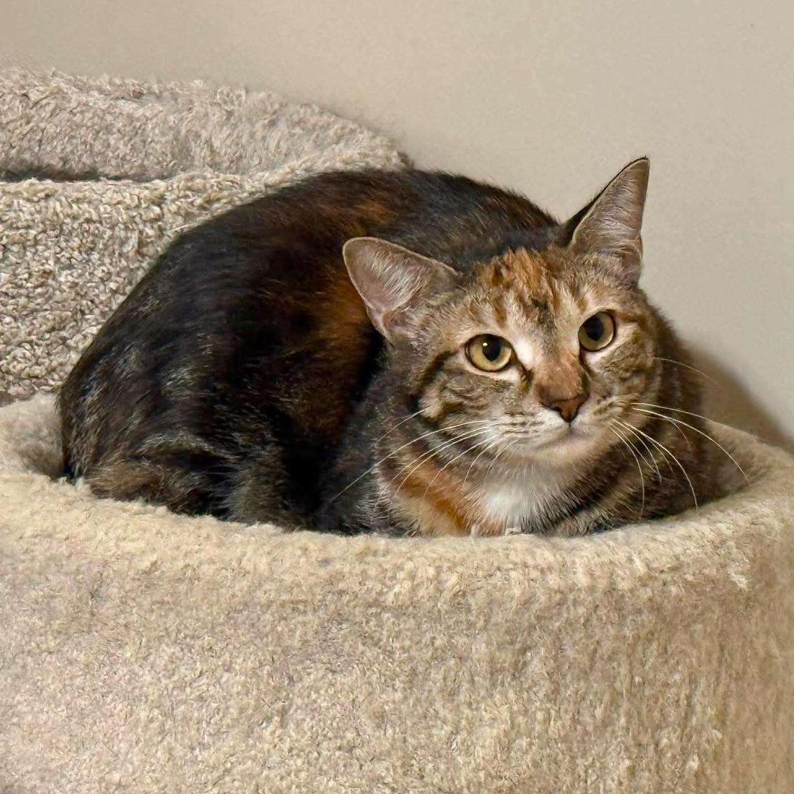 Enlarge BUTTERCUP, a Adoptable Torbie in Capshaw, AL image 1/1