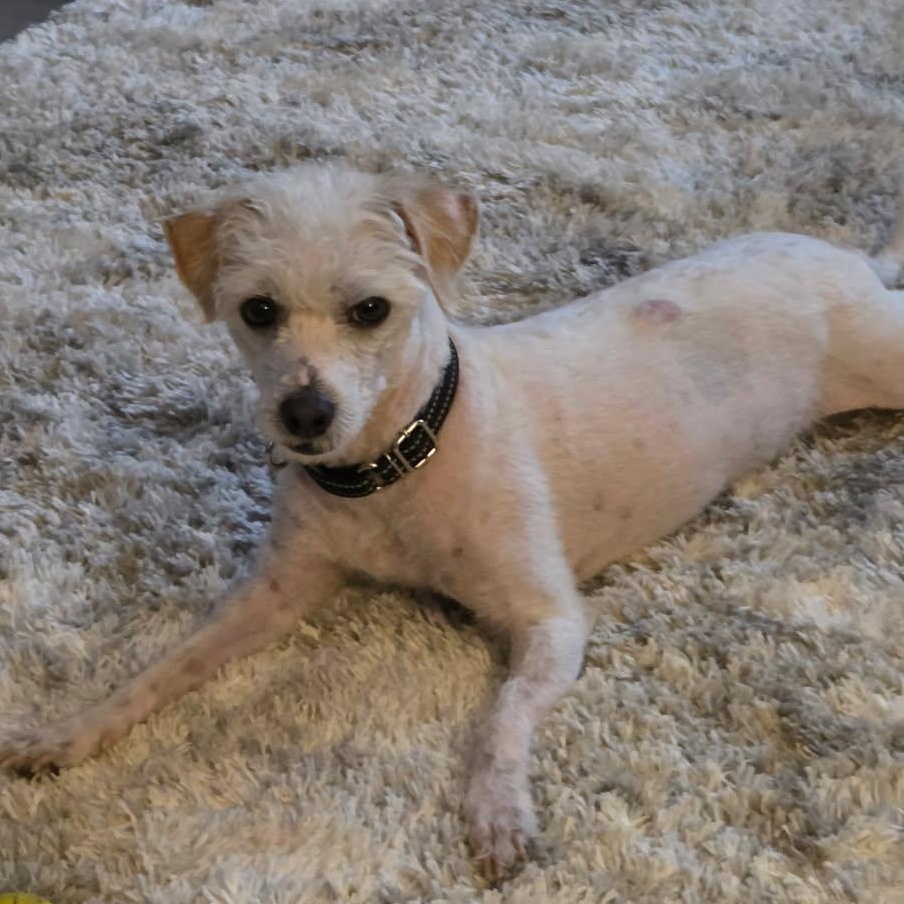 Luna - YP, Adoptable, Senior Female Yorkshire Terrier & Poodle.