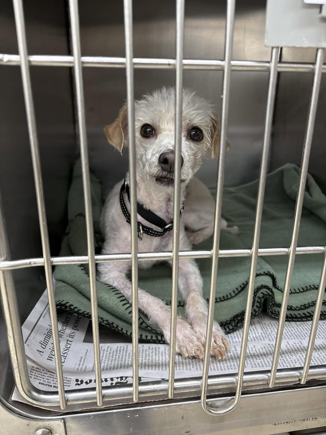 Enlarge Luna - YP, a Adoptable mixed breed in Blue Springs, MO image 2/3