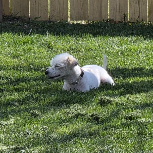 Enlarge Luna - YP, a Adoptable mixed breed in Blue Springs, MO image 3/3