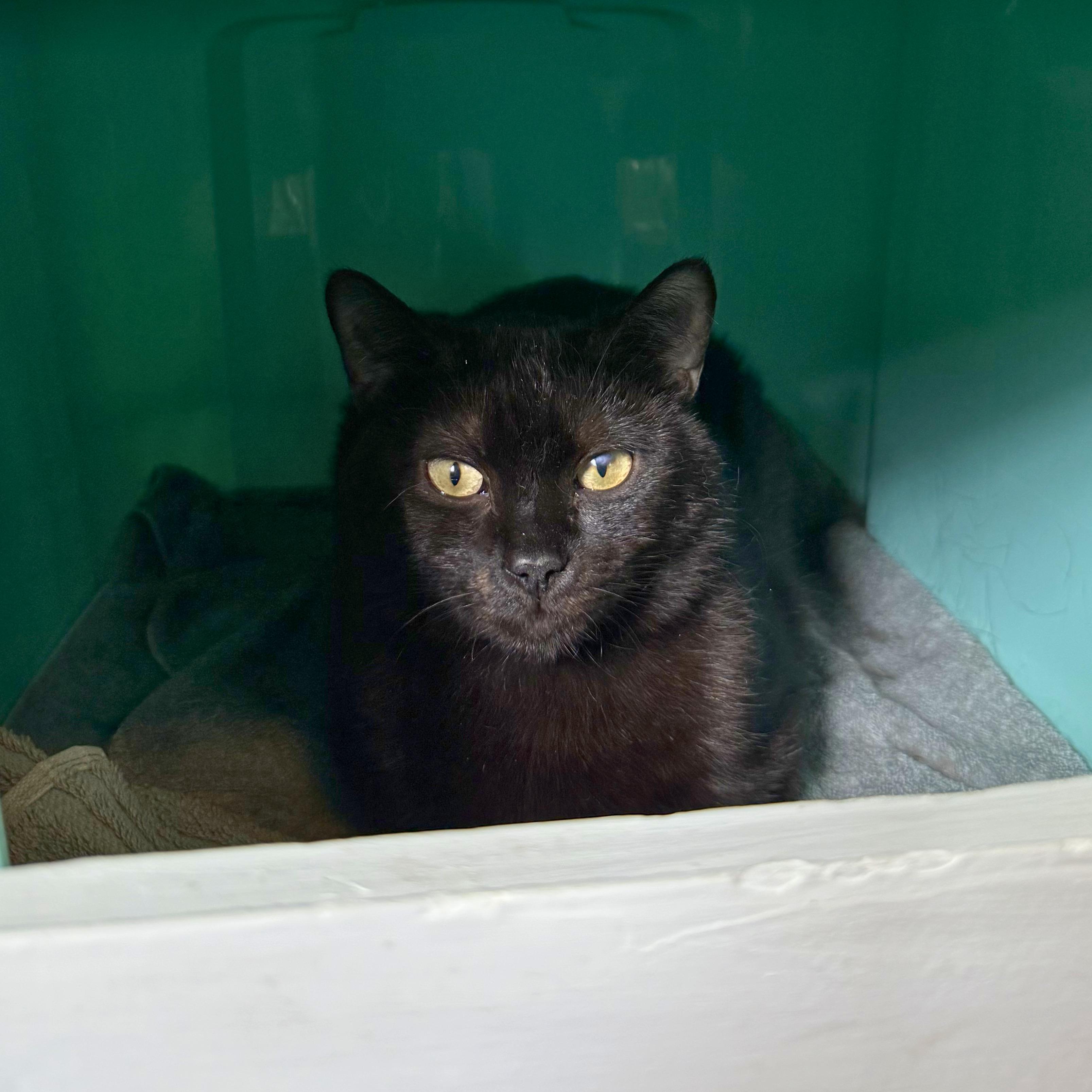 Enlarge Bellatrix, an adoptable Domestic Short Hair in Ridgway, CO image 4/5