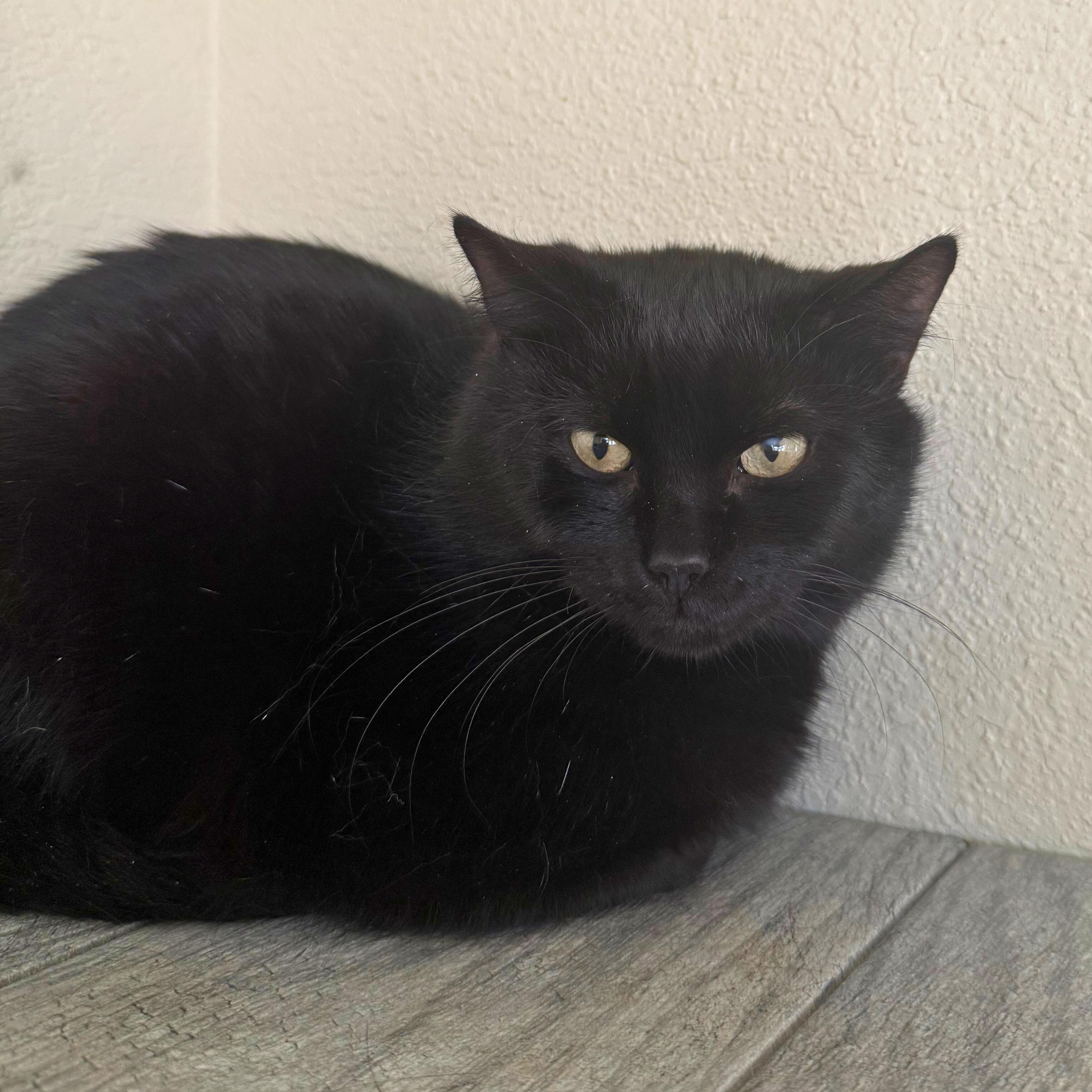 Bellatrix, adoptable, Adult Female Domestic Short Hair.