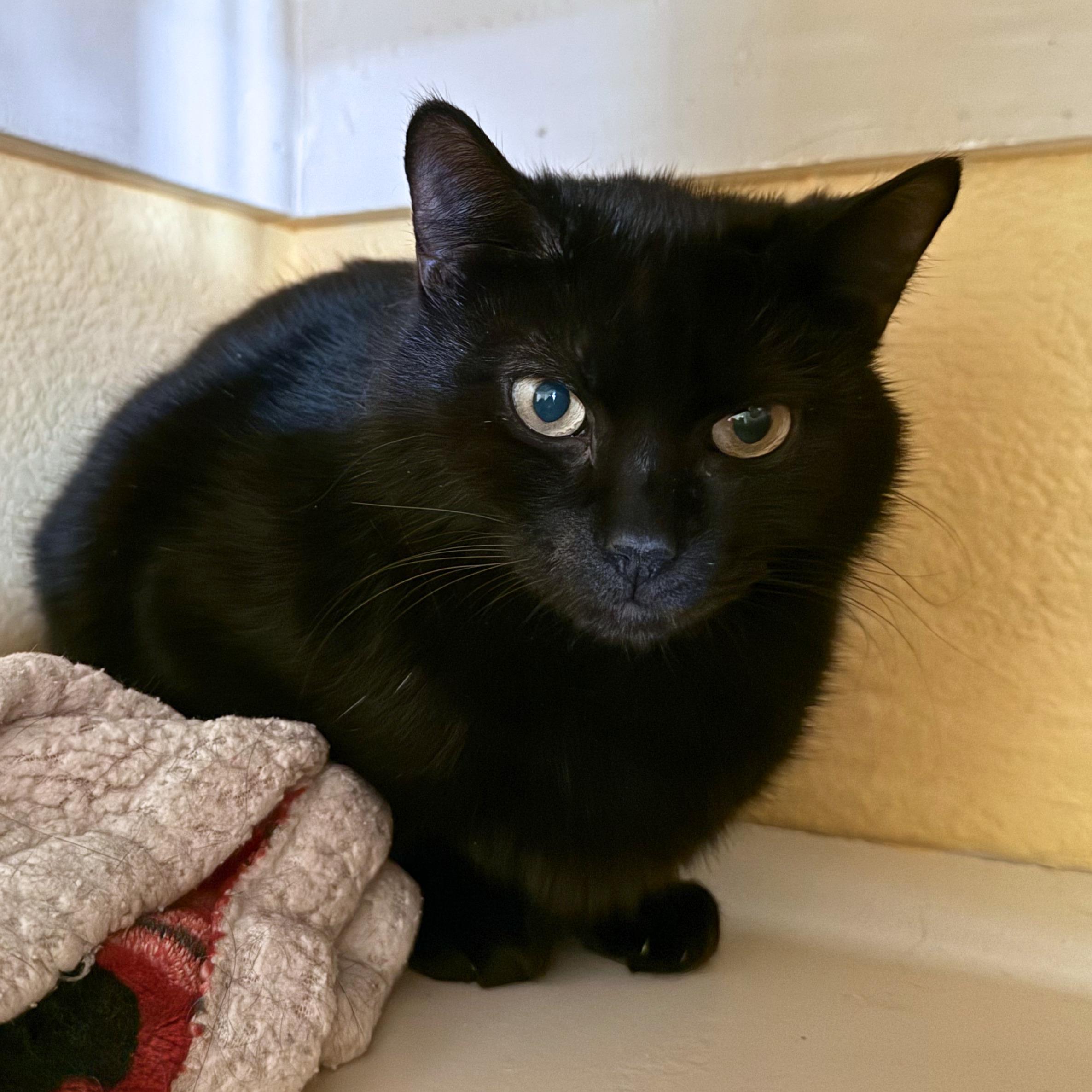 Enlarge Bellatrix, an adoptable Domestic Short Hair in Ridgway, CO image 2/5