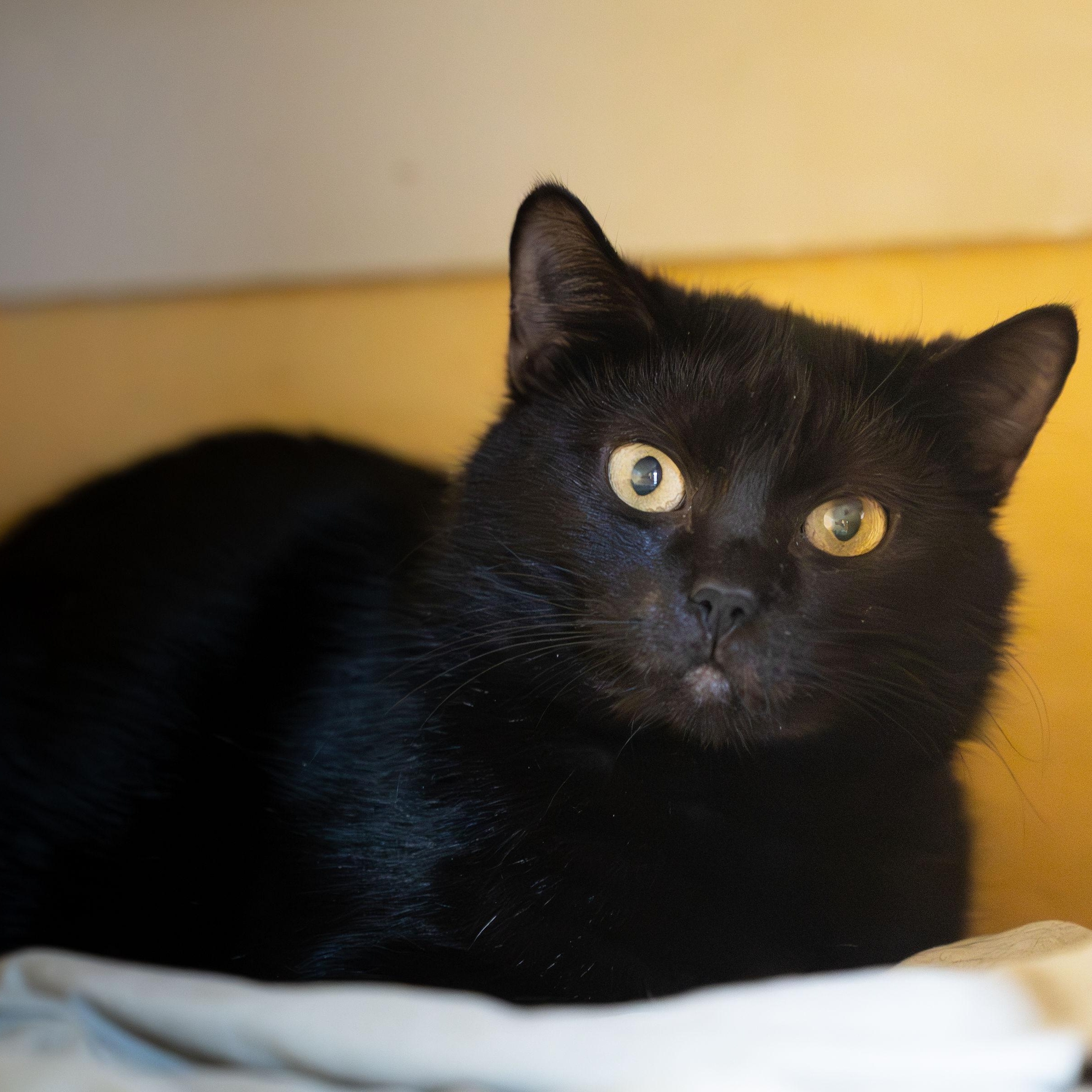 Bellatrix, adoptable, Adult Female Domestic Short Hair.