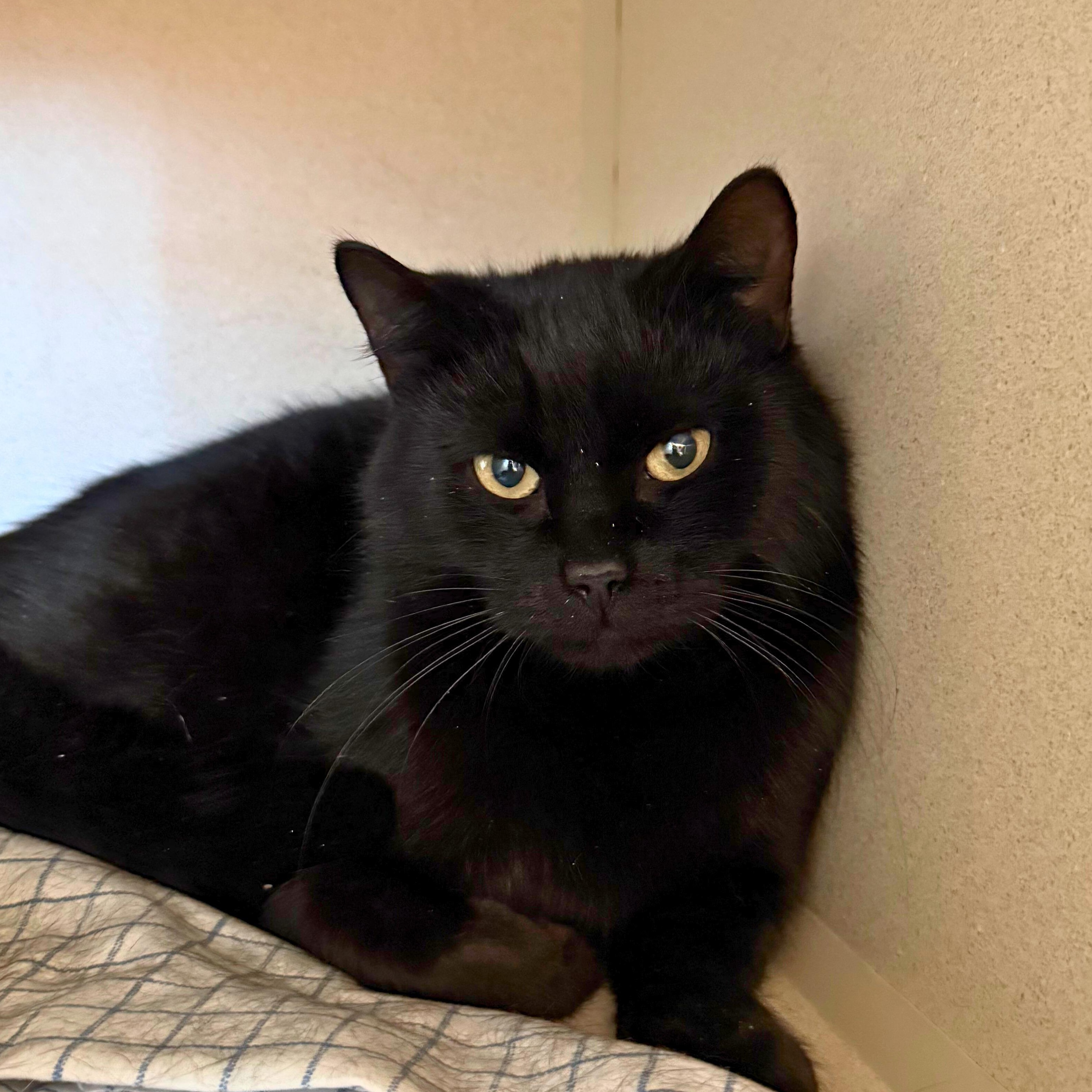 Enlarge Bellatrix, an adoptable Domestic Short Hair in Ridgway, CO image 2/3