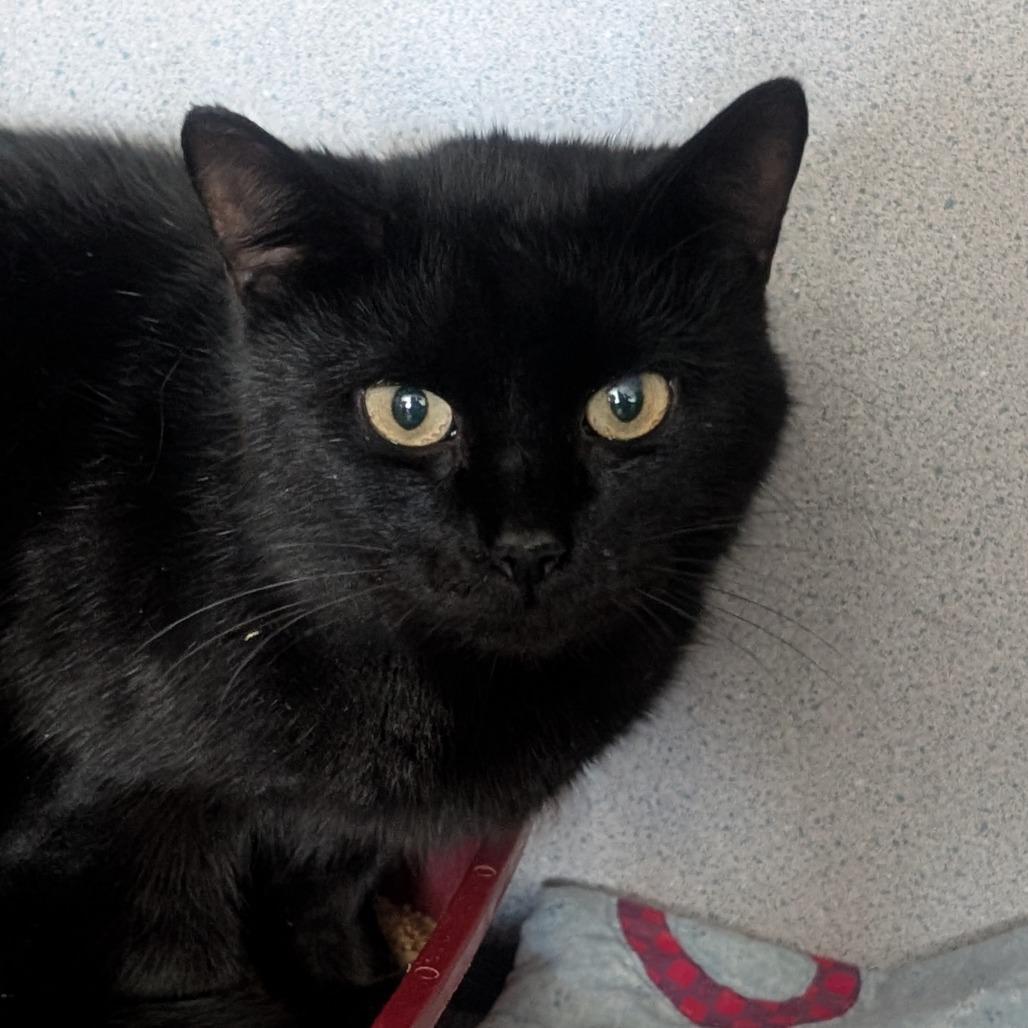 Enlarge Bellatrix, an adoptable Domestic Short Hair in Ridgway, CO image 3/3