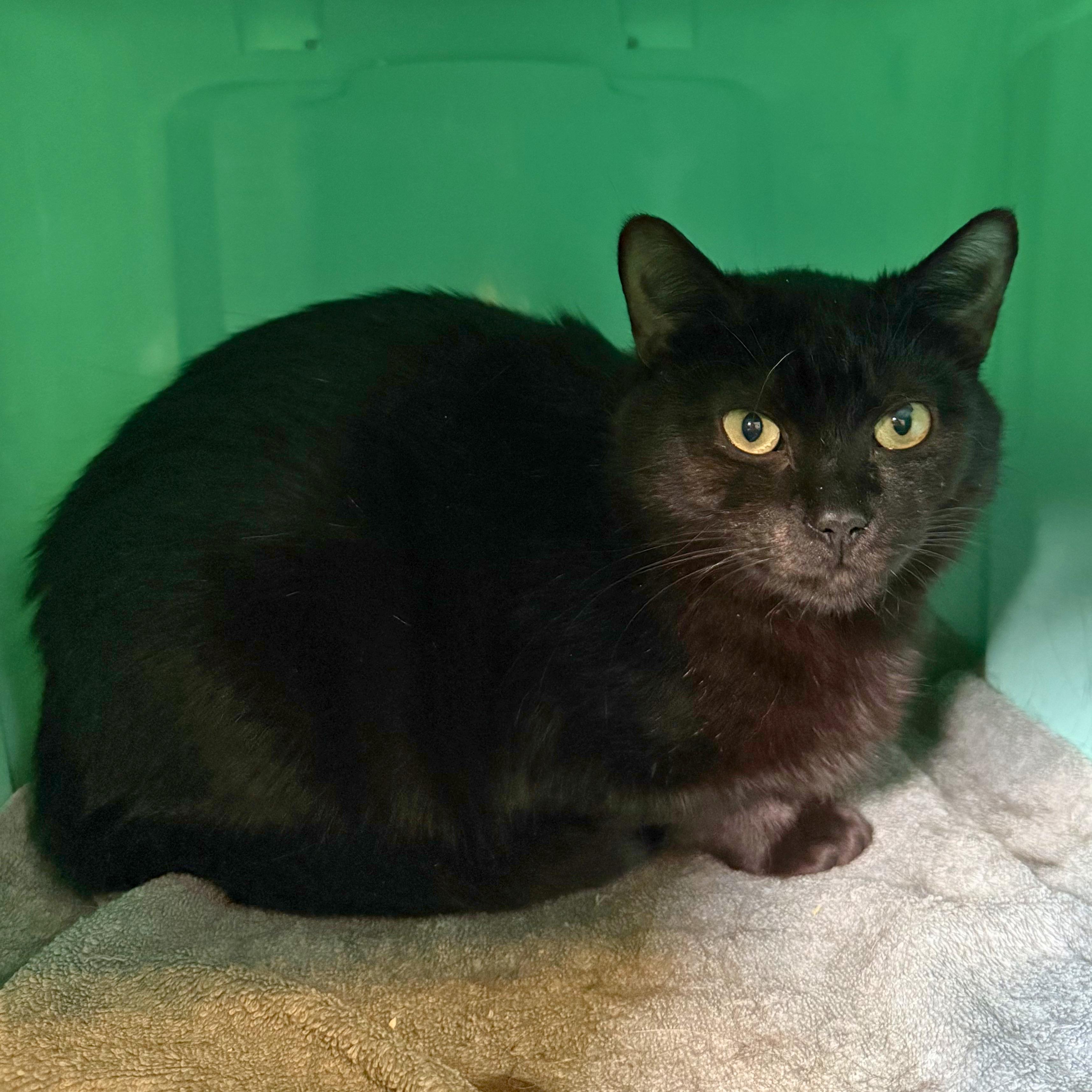 Bellatrix, adoptable, Adult Female Domestic Short Hair.