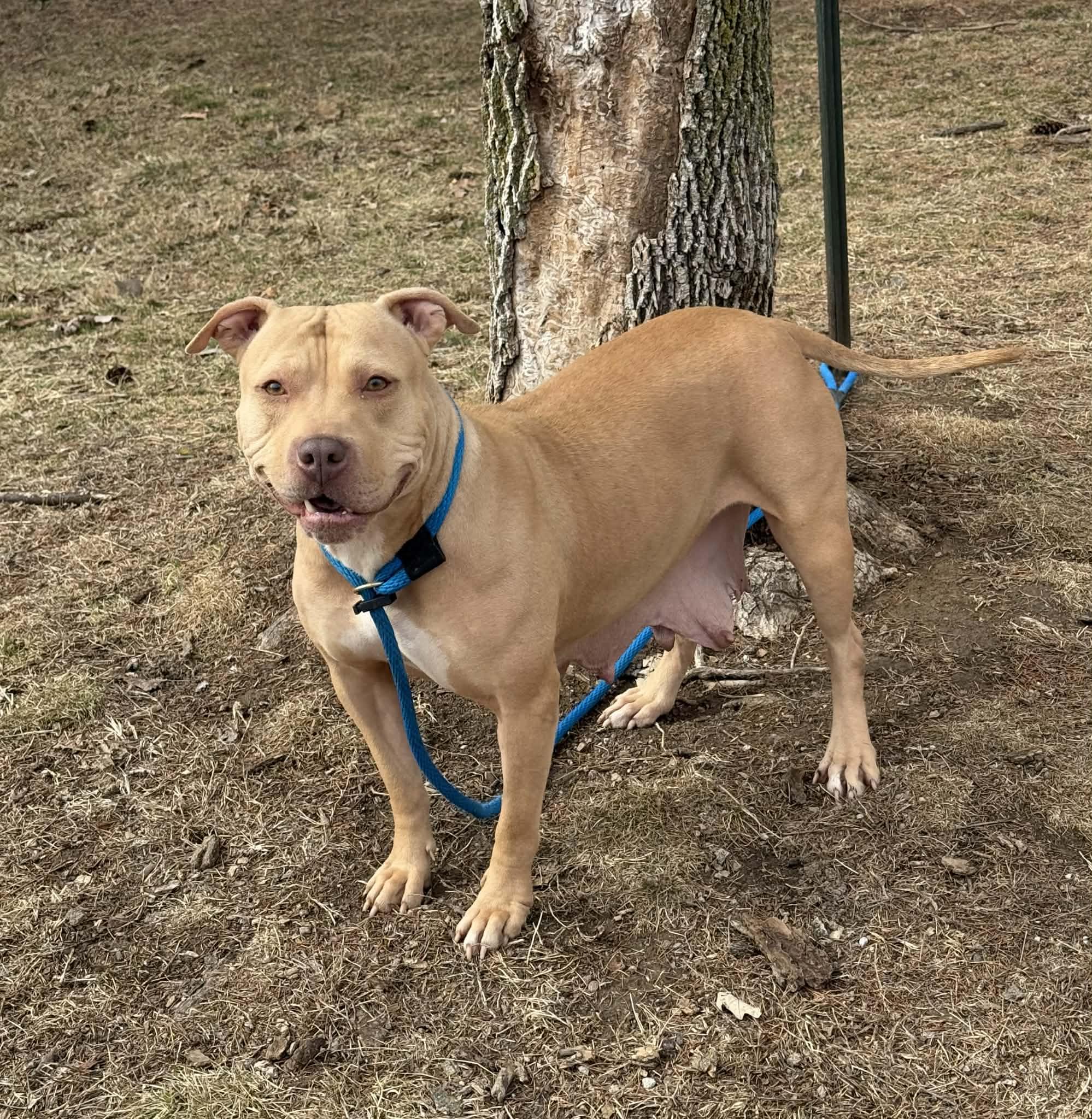 Enlarge Diamond (in a FOSTER home), a ADOPTABLE mixed breed in Springfield, IL image 2/2