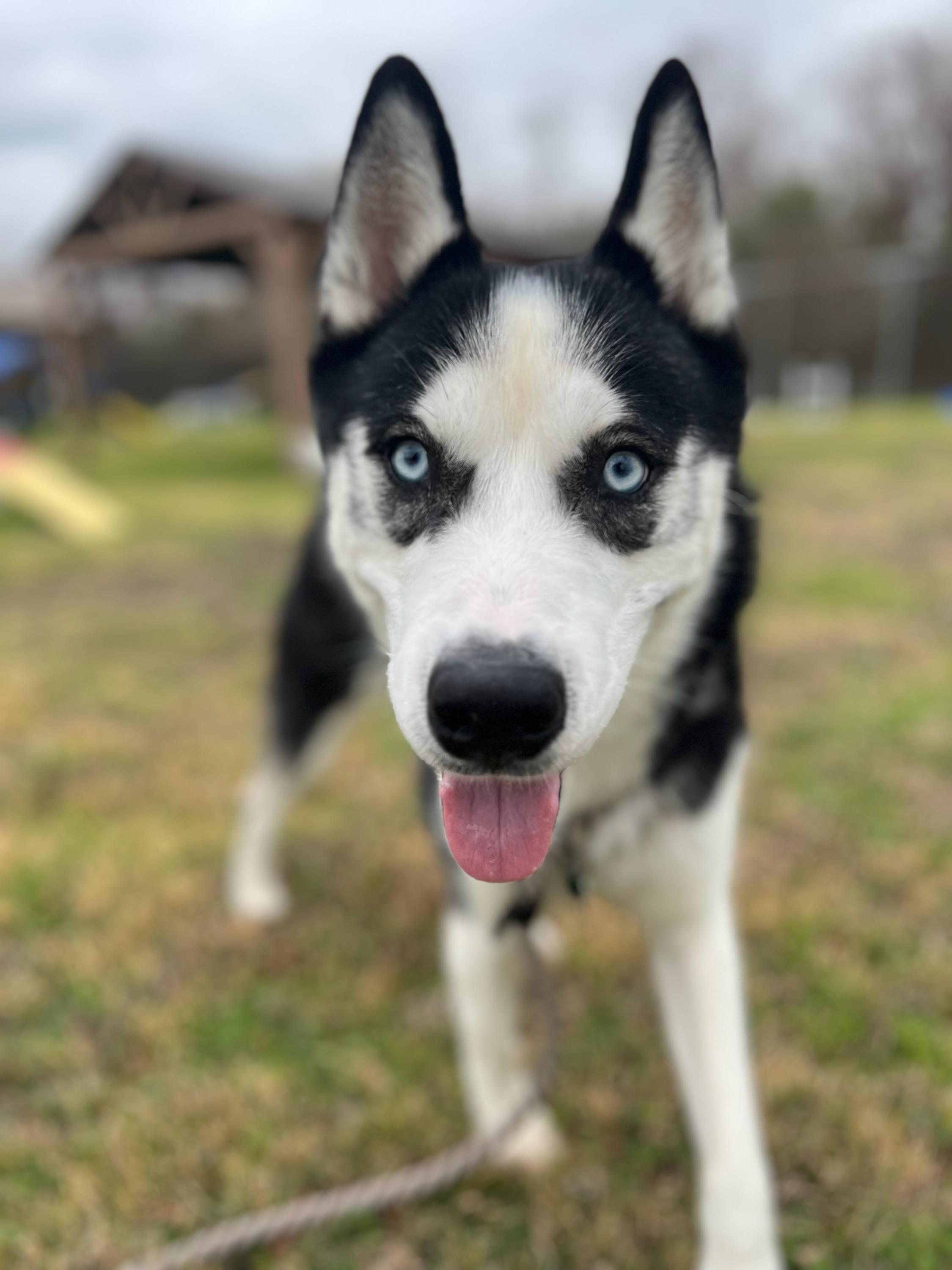 Enlarge Chris, a ADOPTABLE mixed breed in Seville, OH image 4/4