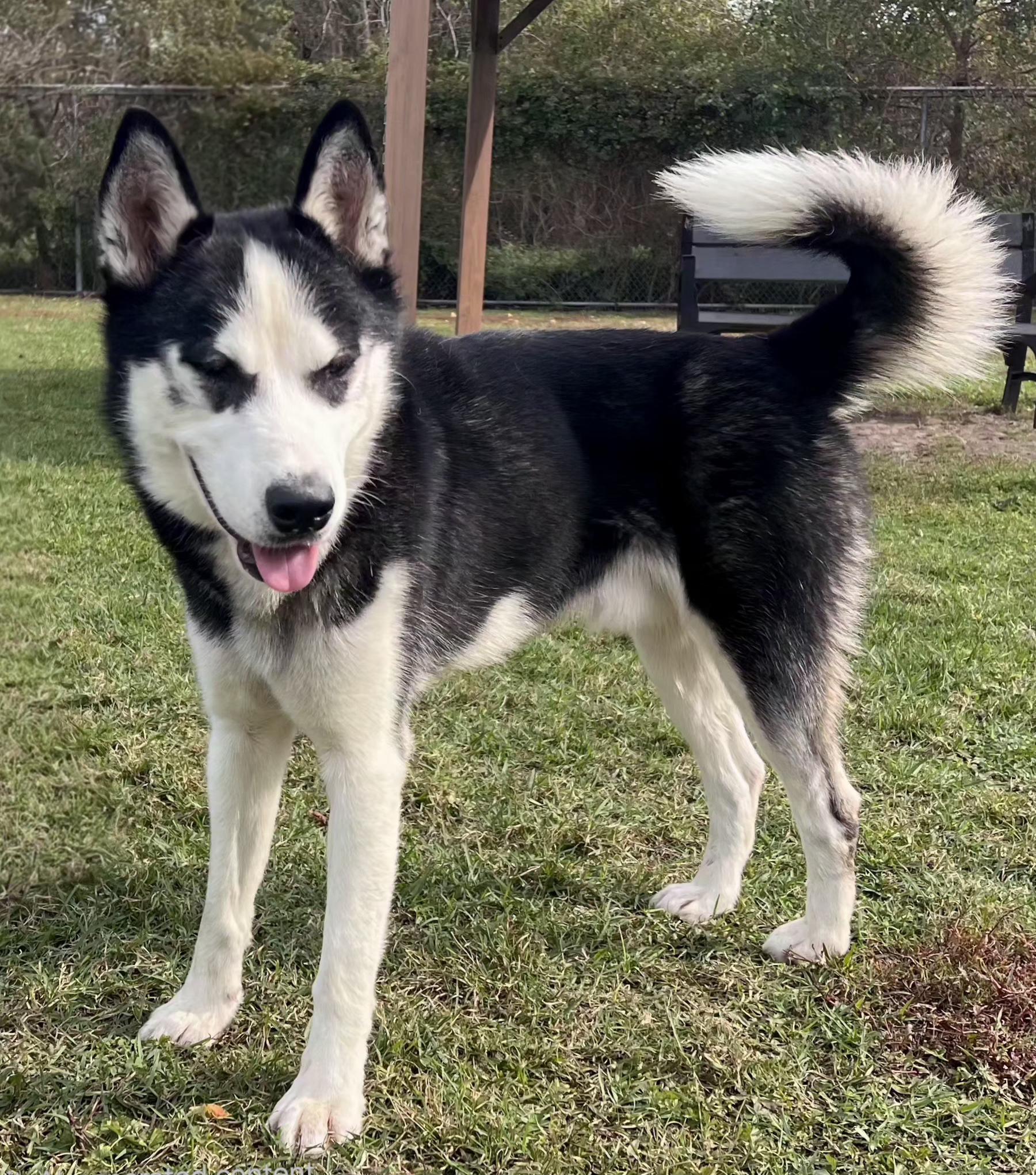 Chris, ADOPTABLE, Young Male Siberian Husky & Husky.
