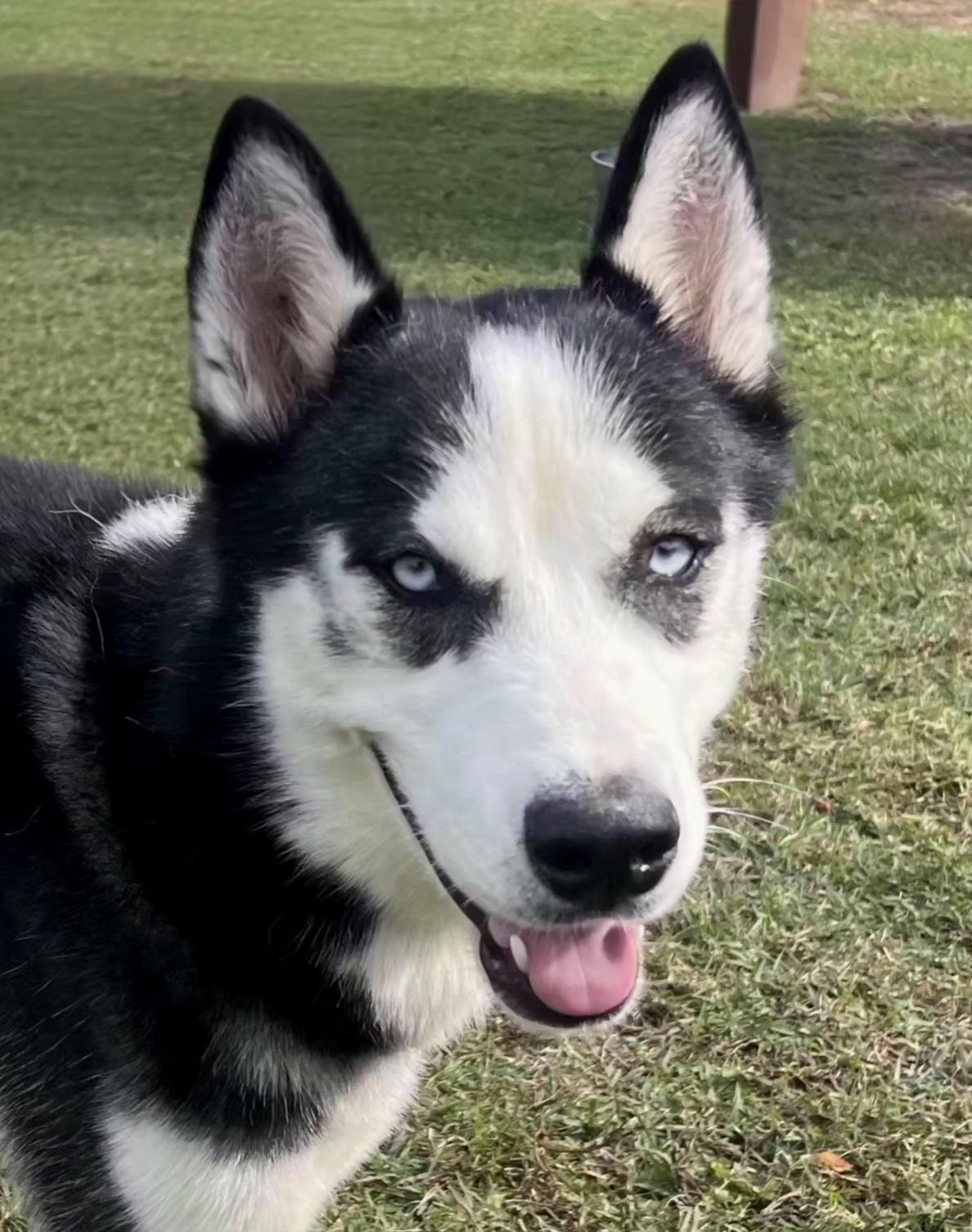 Enlarge Chris, a ADOPTABLE mixed breed in Seville, OH image 2/4