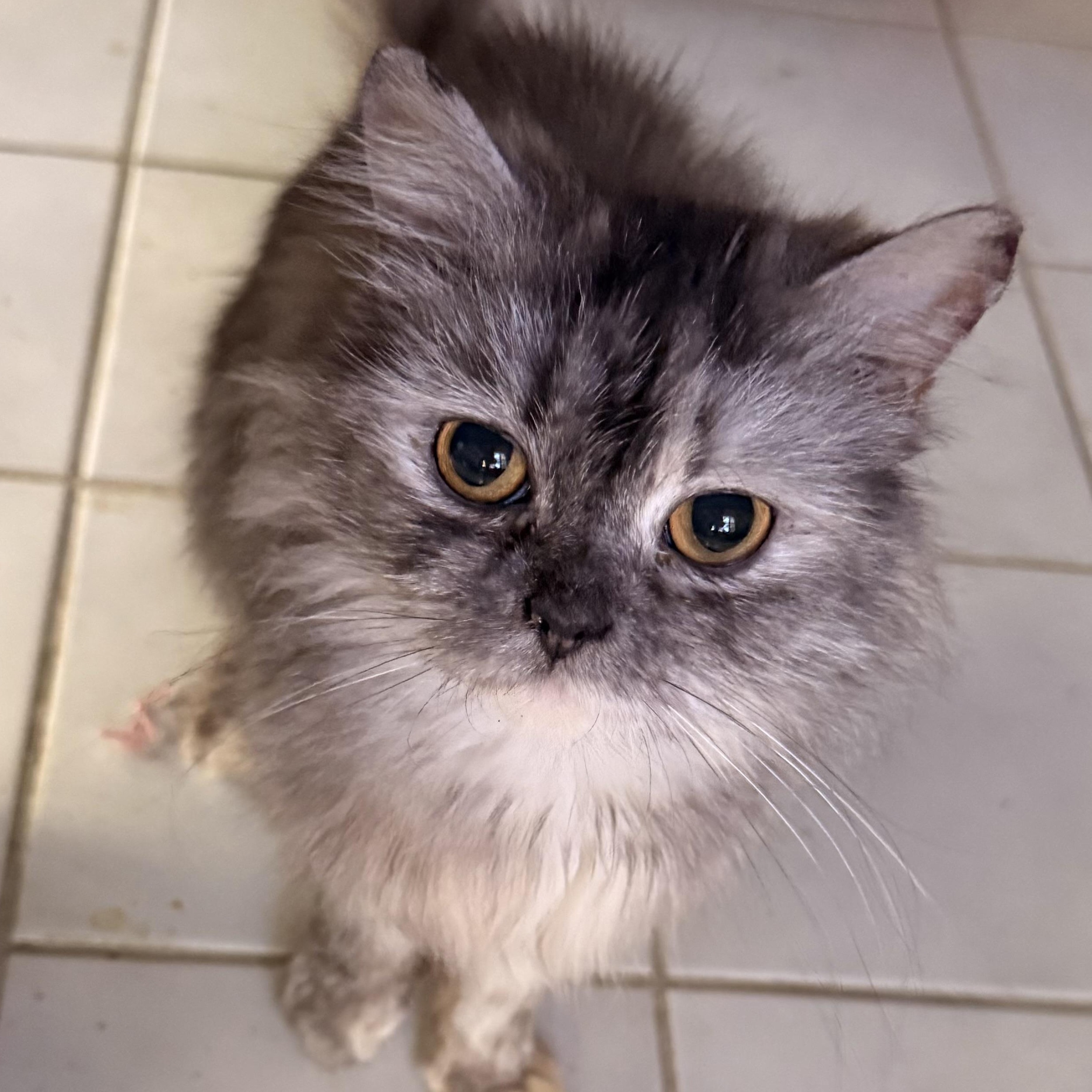 Gentle loving Greta - Persian, a ADOPTABLE mixed breed in Woodbridge, VA image 2/6