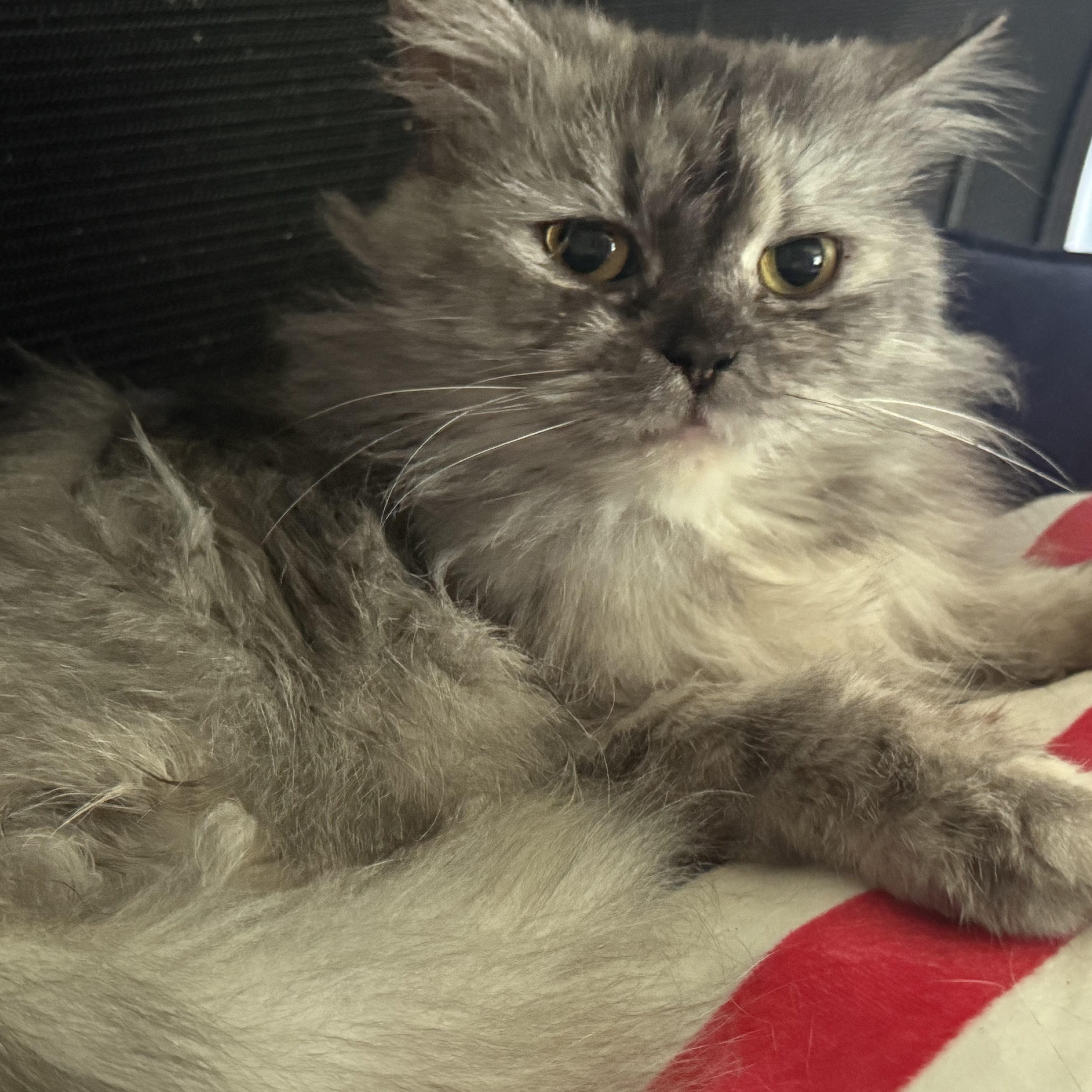 Gentle loving Greta - Persian, a ADOPTABLE mixed breed in Woodbridge, VA image 6/6