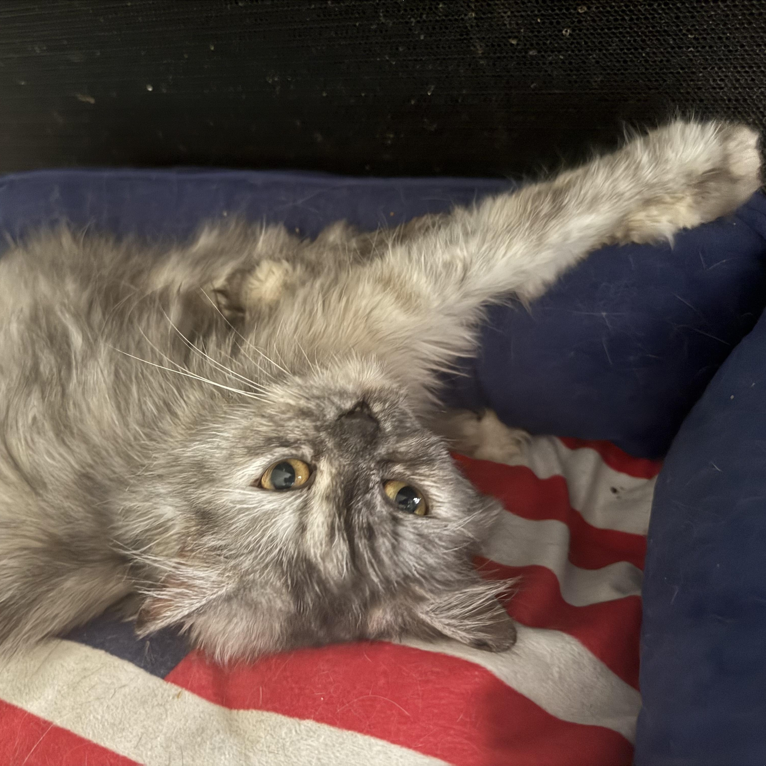 Gentle loving Greta - Persian, a ADOPTABLE mixed breed in Woodbridge, VA image 5/6