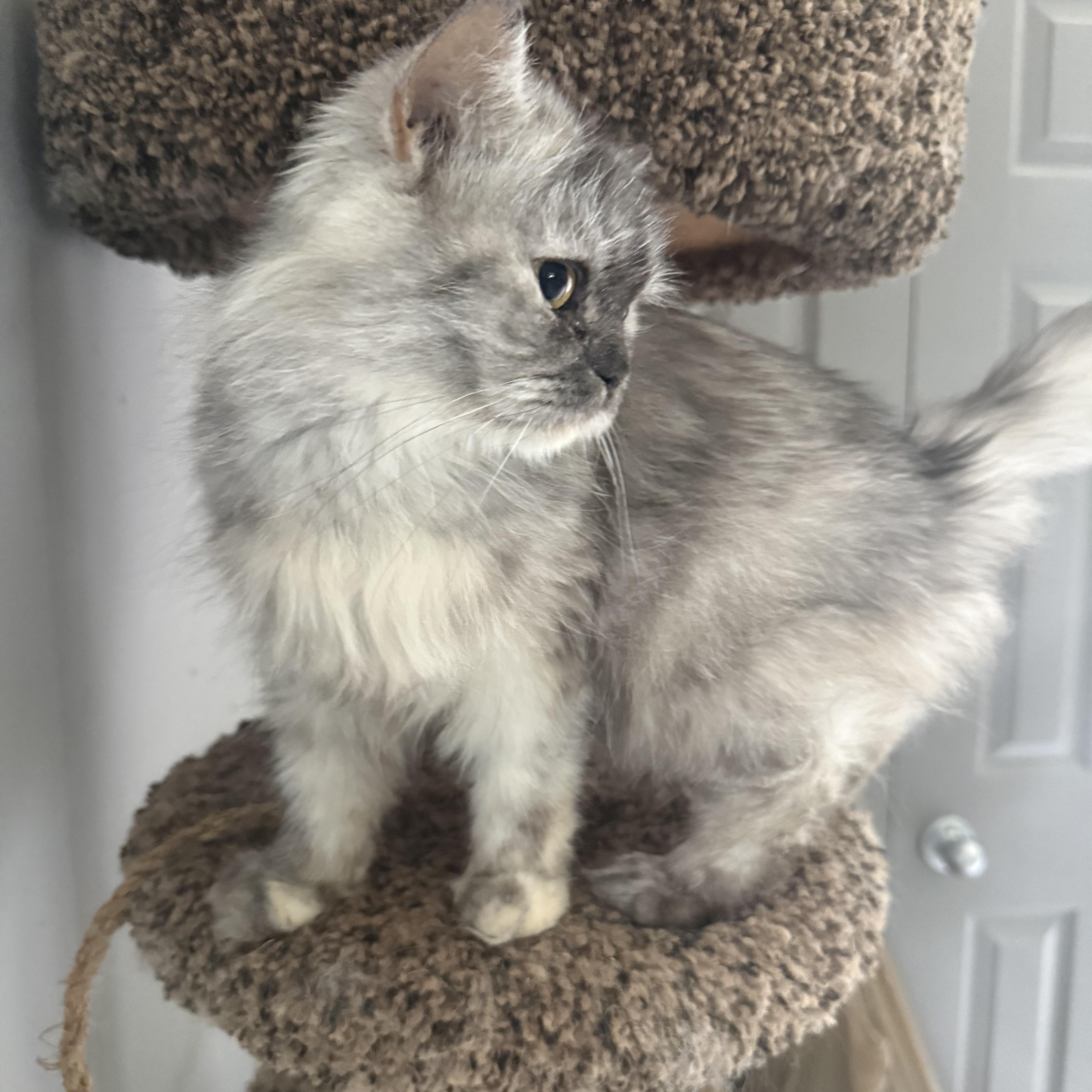 Gentle loving Greta - Persian, a ADOPTABLE mixed breed in Woodbridge, VA image 4/6