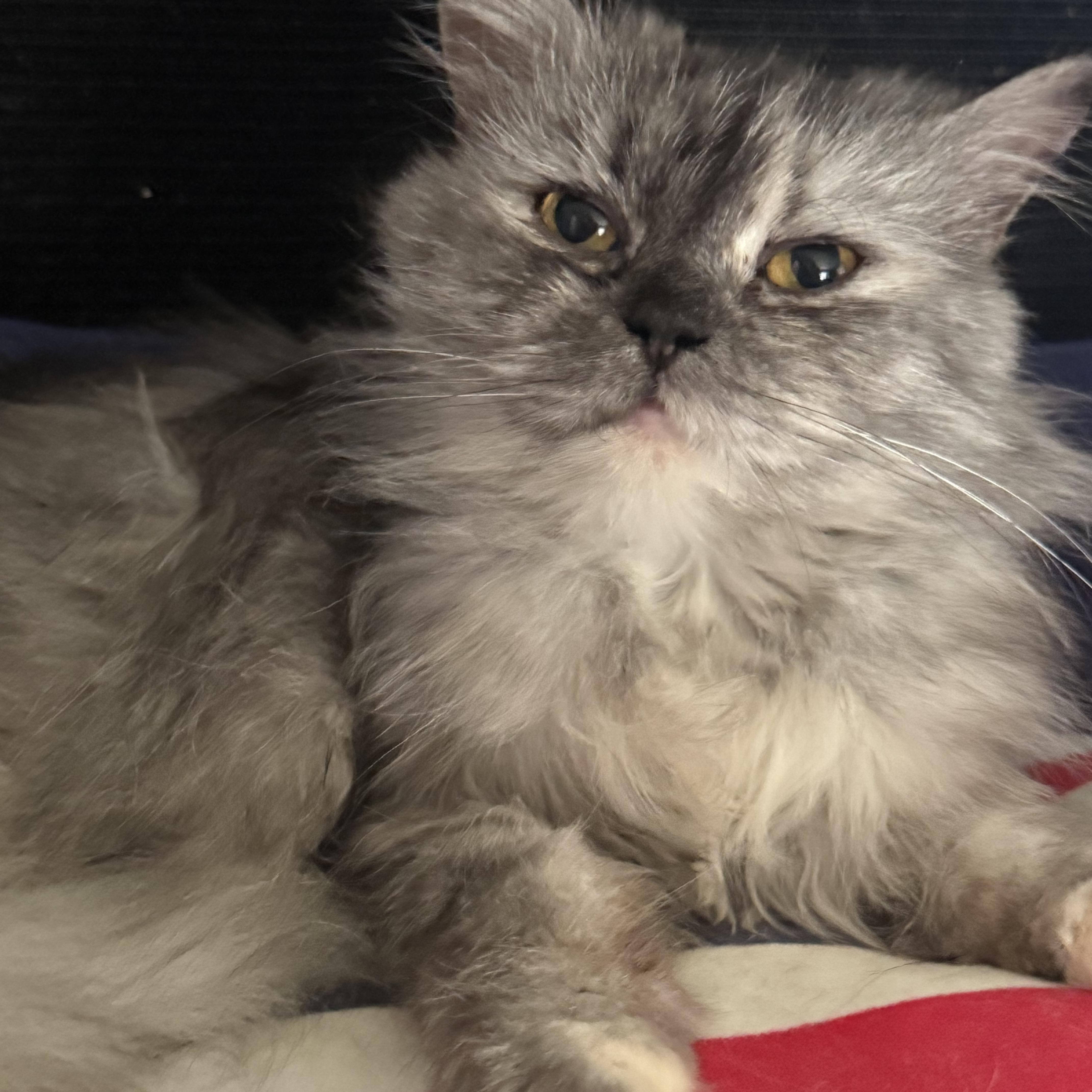 Gentle loving Greta - Persian, ADOPTABLE, Young Female Persian.
