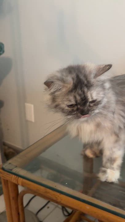Enlarge Gentle loving Greta - Persian, a ADOPTABLE mixed breed in Woodbridge, VA video 3/6