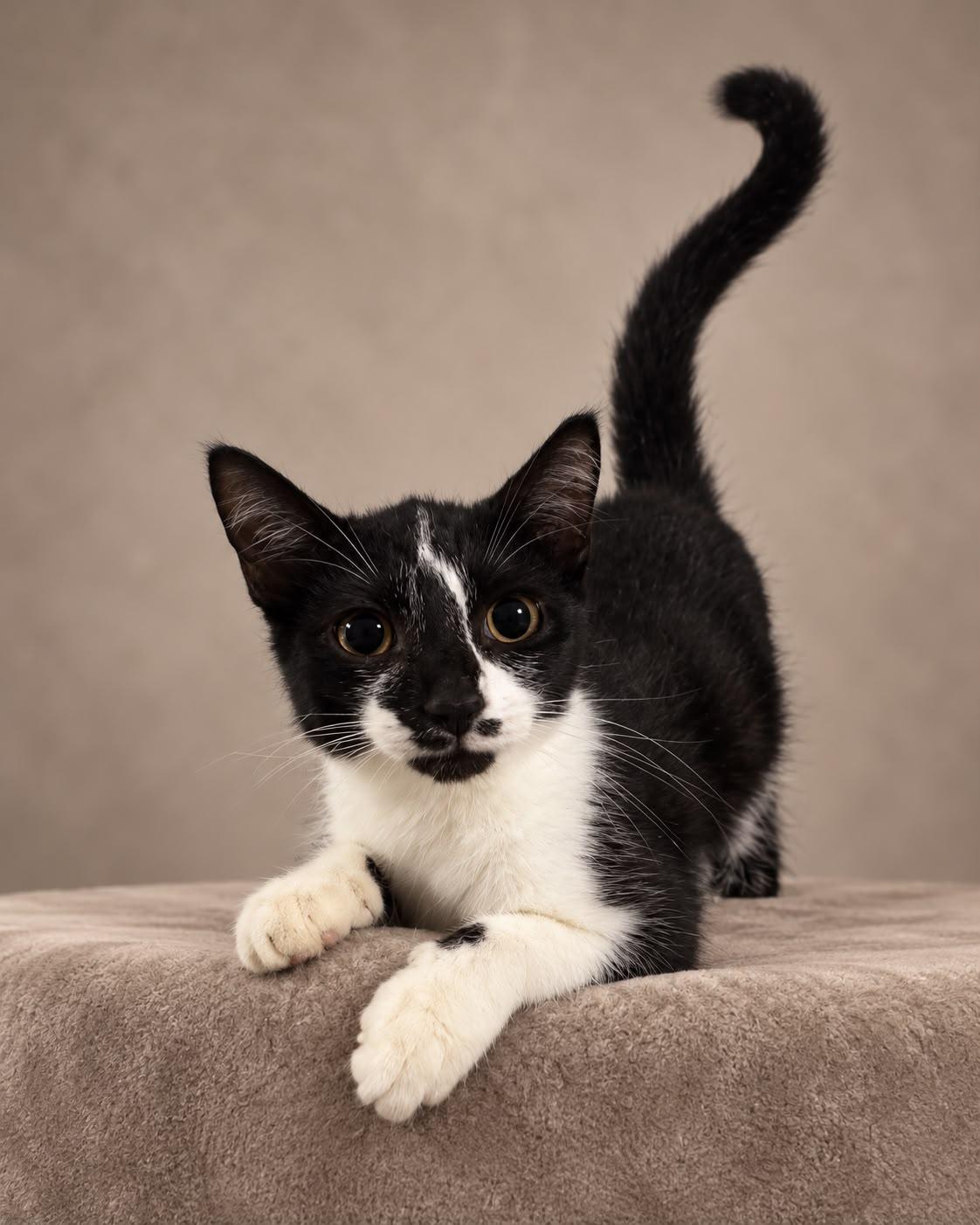 Enlarge Margaret, a Adoptable Tuxedo in Miami, FL image 1/2