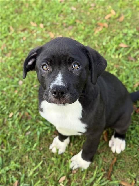 Enlarge ORCHARD, a Adoptable German Wirehaired Pointer in Sugar Land, TX image 1/1