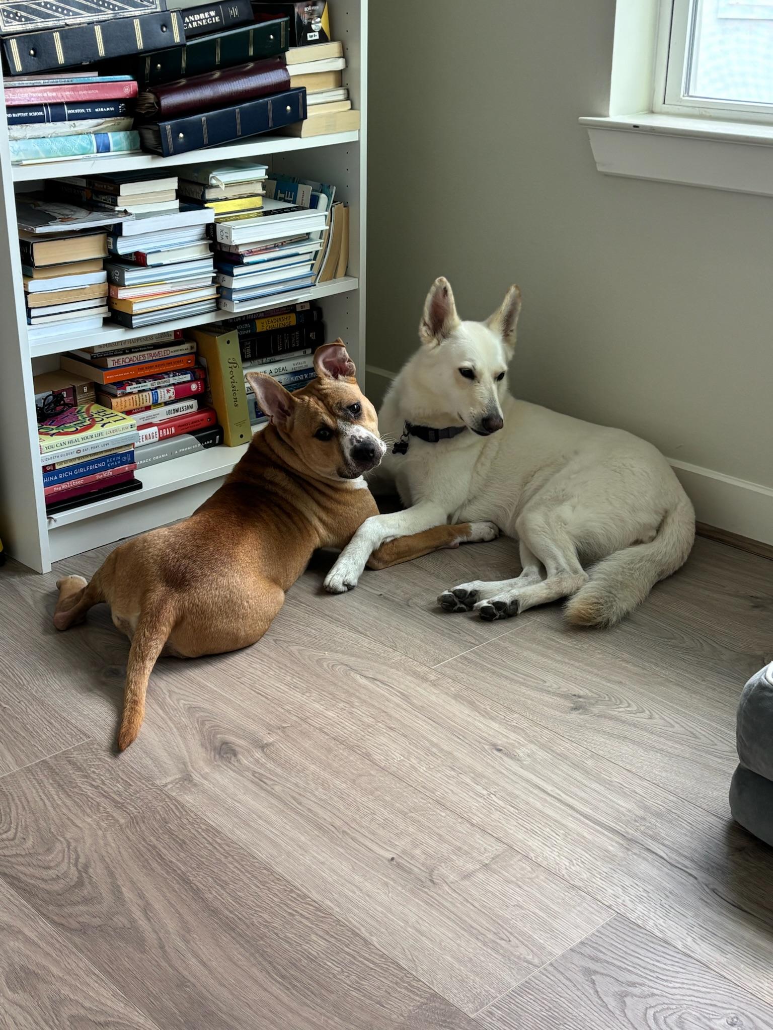 Enlarge Lily, a Adopted mixed breed in Rye, NY image 6/6