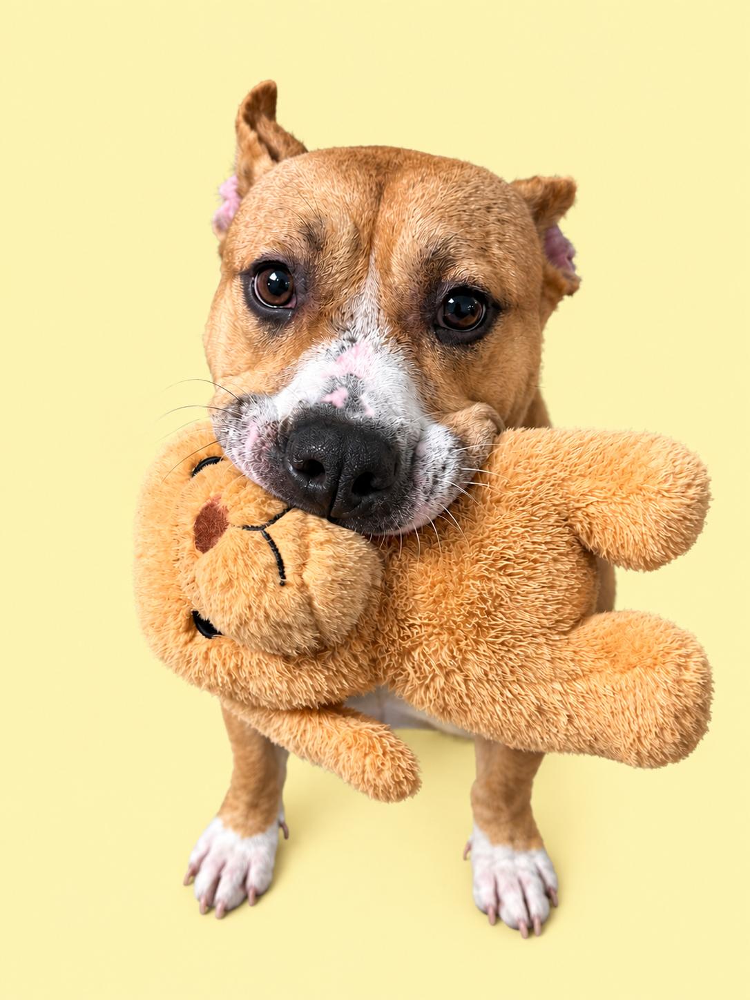 Enlarge Lily, a Adopted mixed breed in Rye, NY image 1/6