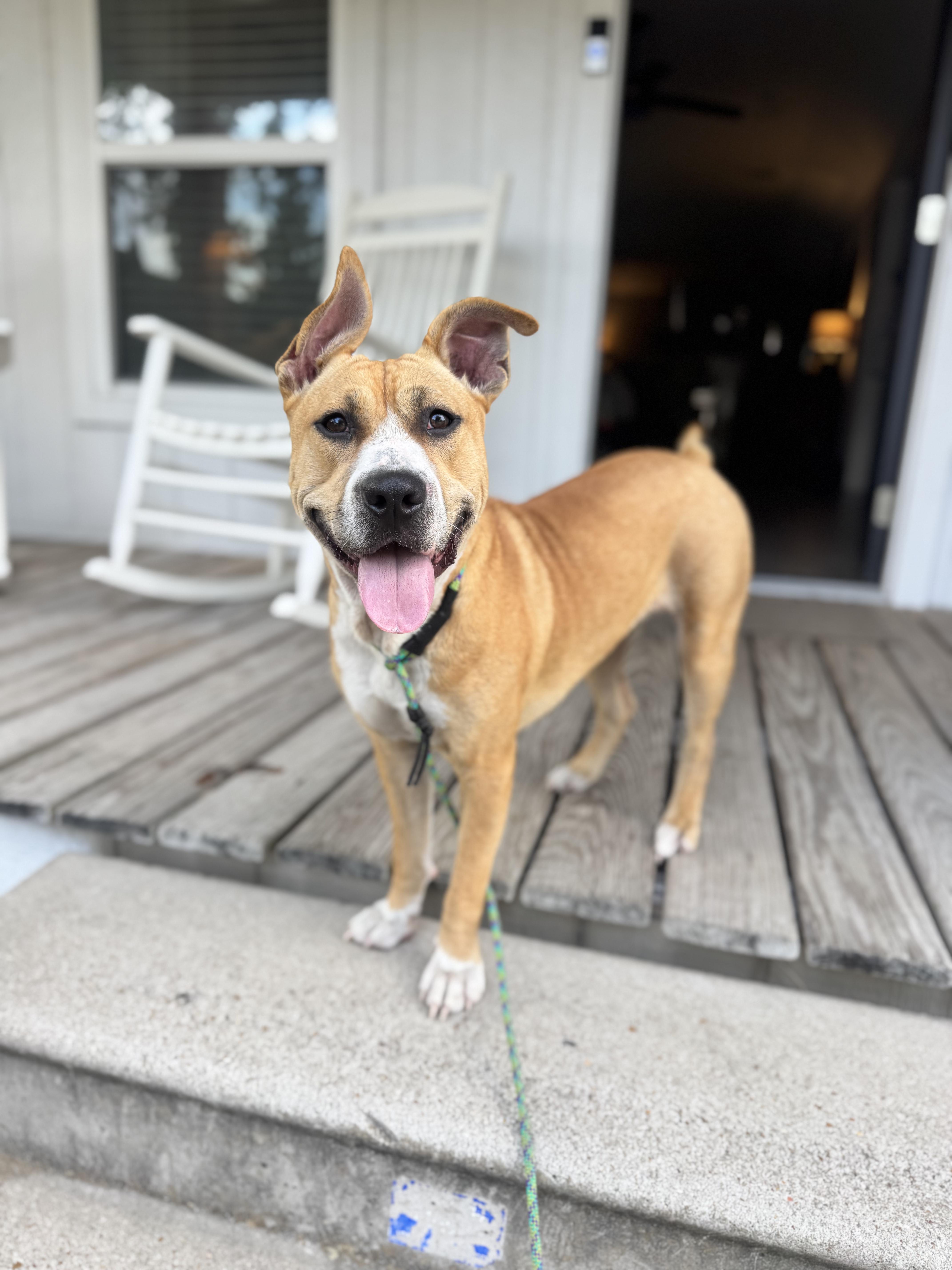 Enlarge Lily, a Adopted mixed breed in Rye, NY image 5/6