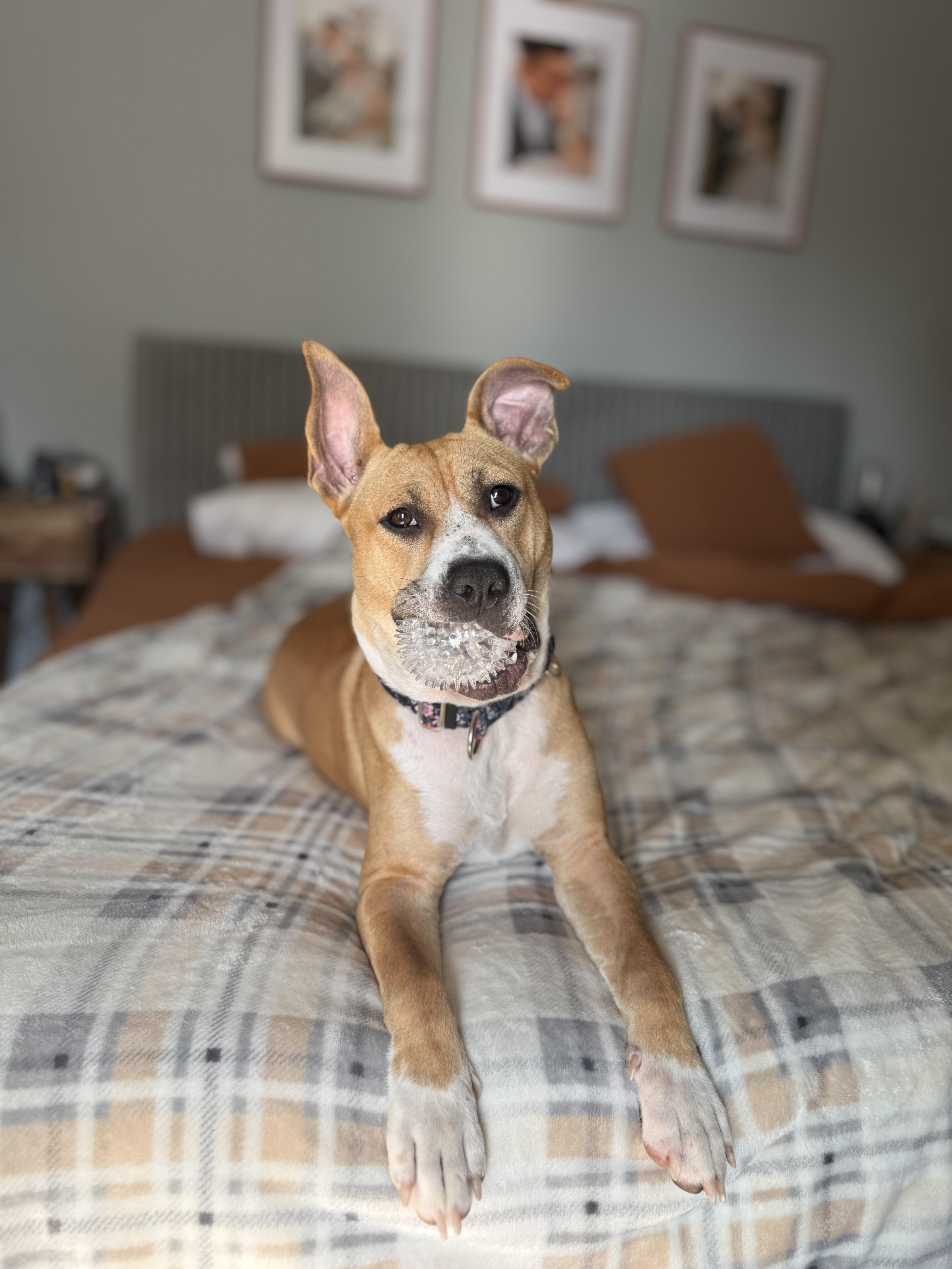 Enlarge Lily, a Adopted mixed breed in Rye, NY image 2/6