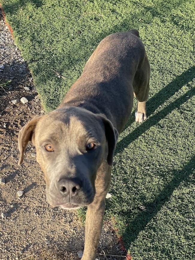 Enlarge Adam, a Adoptable mixed breed in Jackson, MS image 3/5