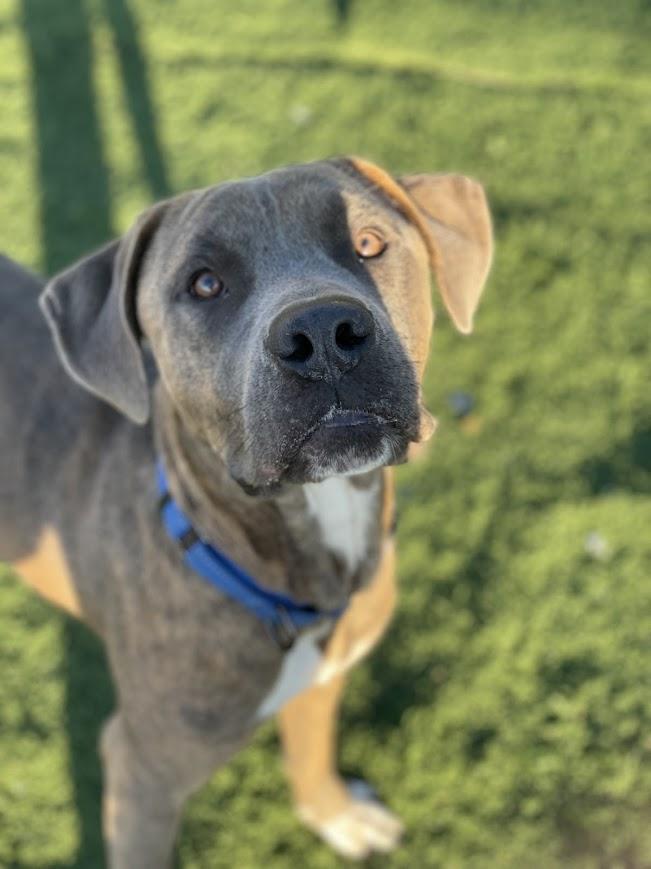 Enlarge Adam, a Adoptable mixed breed in Jackson, MS image 5/5