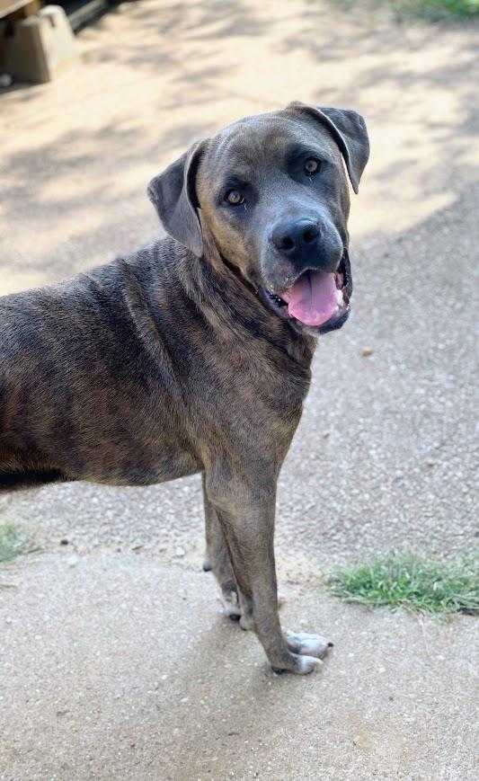 Enlarge Adam, a Adoptable mixed breed in Jackson, MS image 1/5