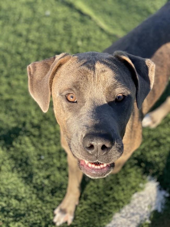 Enlarge Adam, a Adoptable mixed breed in Jackson, MS image 4/5