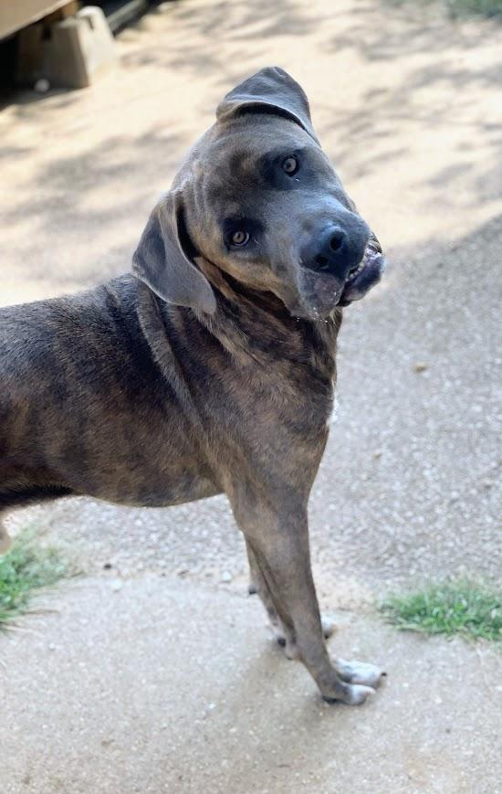 Enlarge Adam, a Adoptable mixed breed in Jackson, MS image 2/5