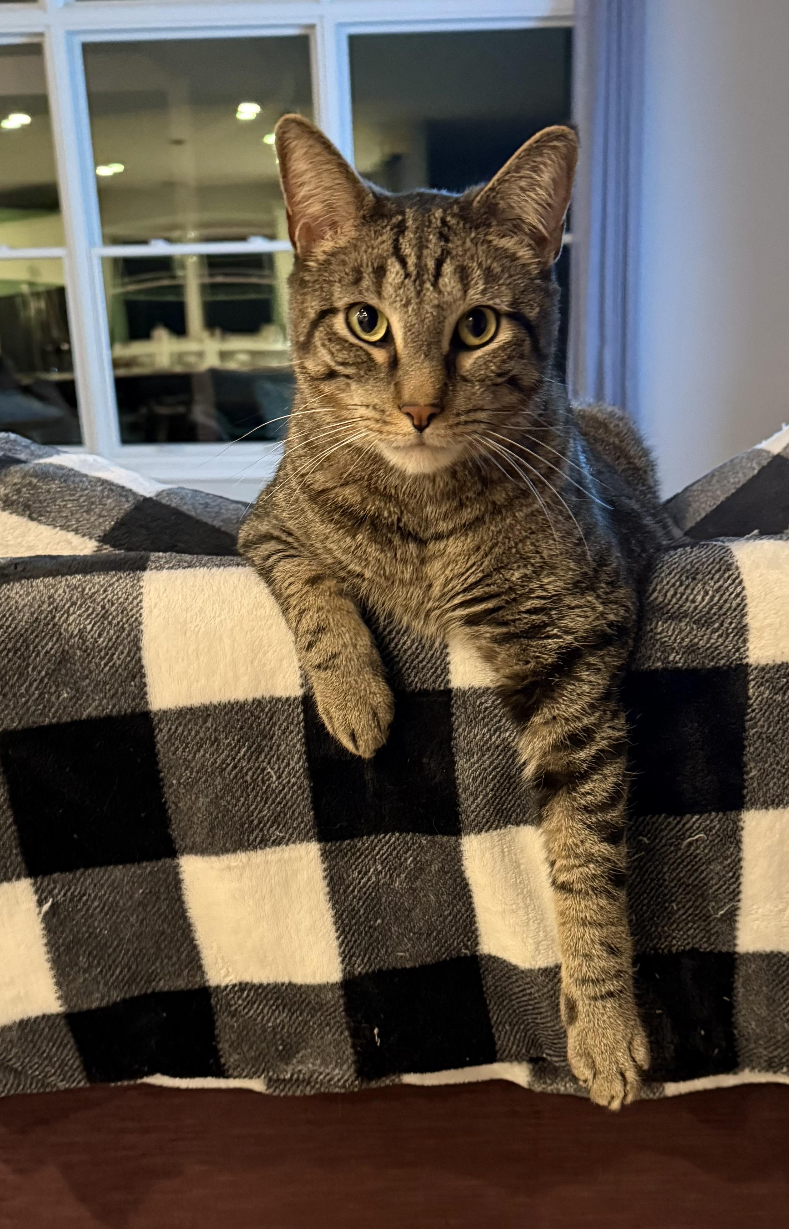 Finnegan, a Adoptable Domestic Short Hair in CANONSBURG, PA image 1/5