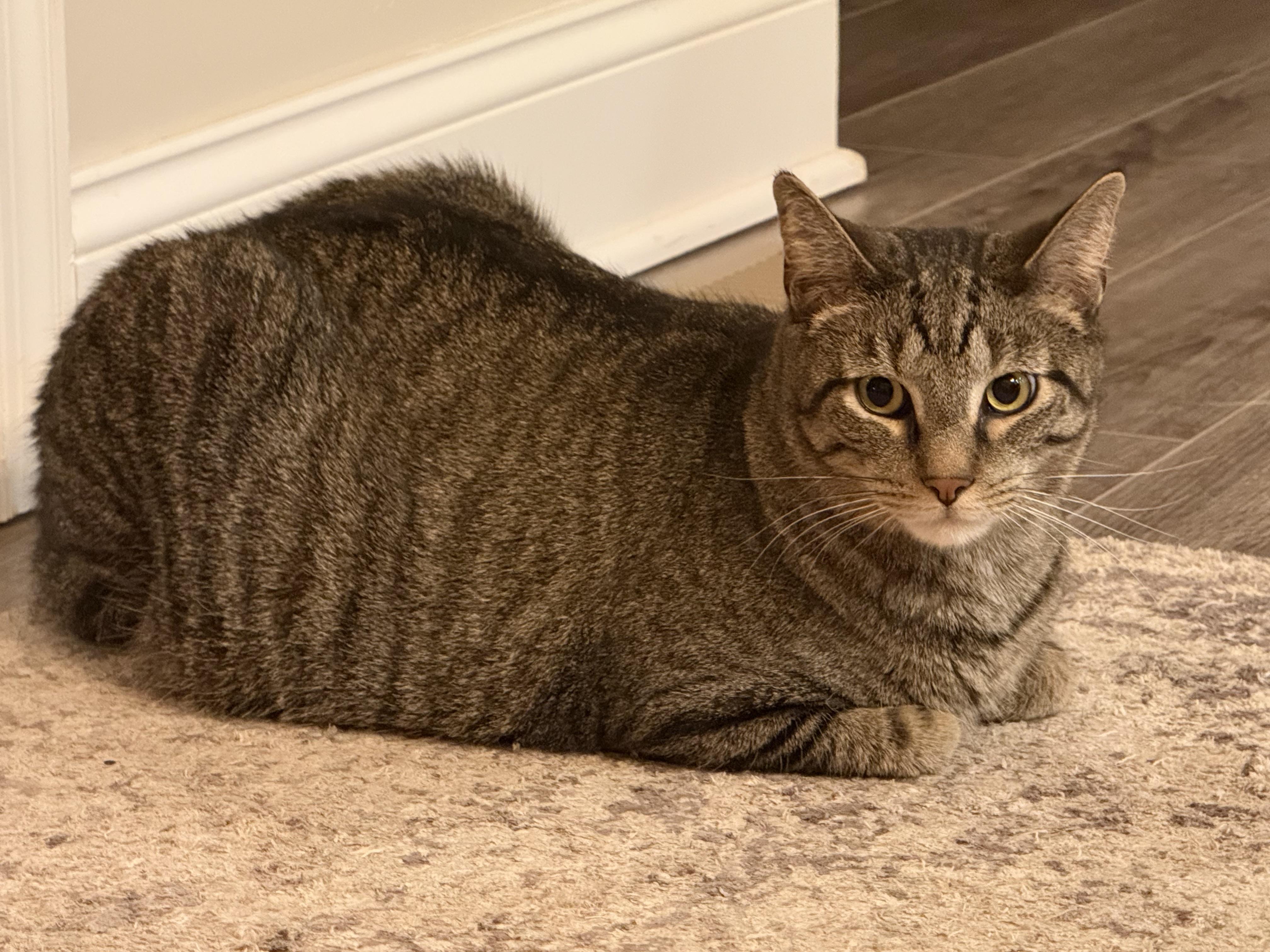 Finnegan, a Adoptable Domestic Short Hair in CANONSBURG, PA image 2/5